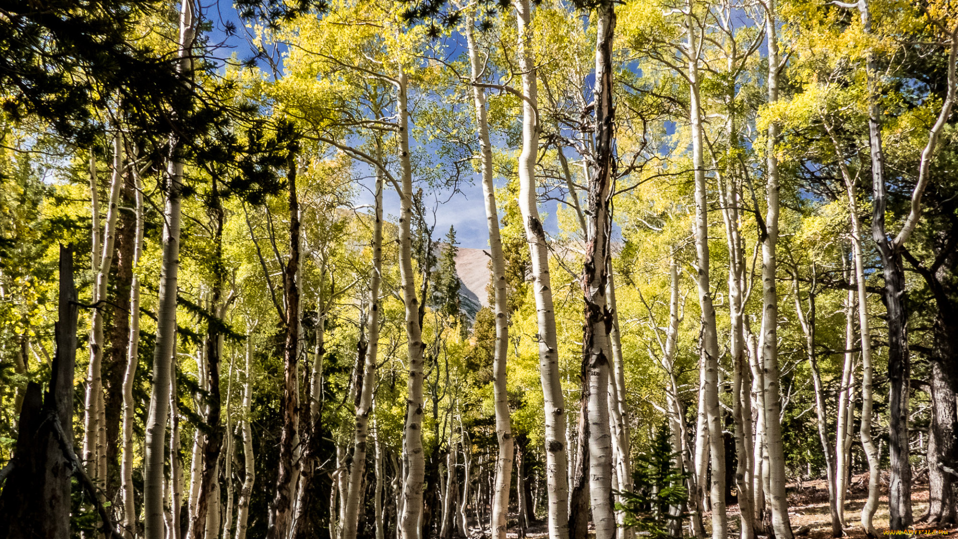 природа, лес, простор