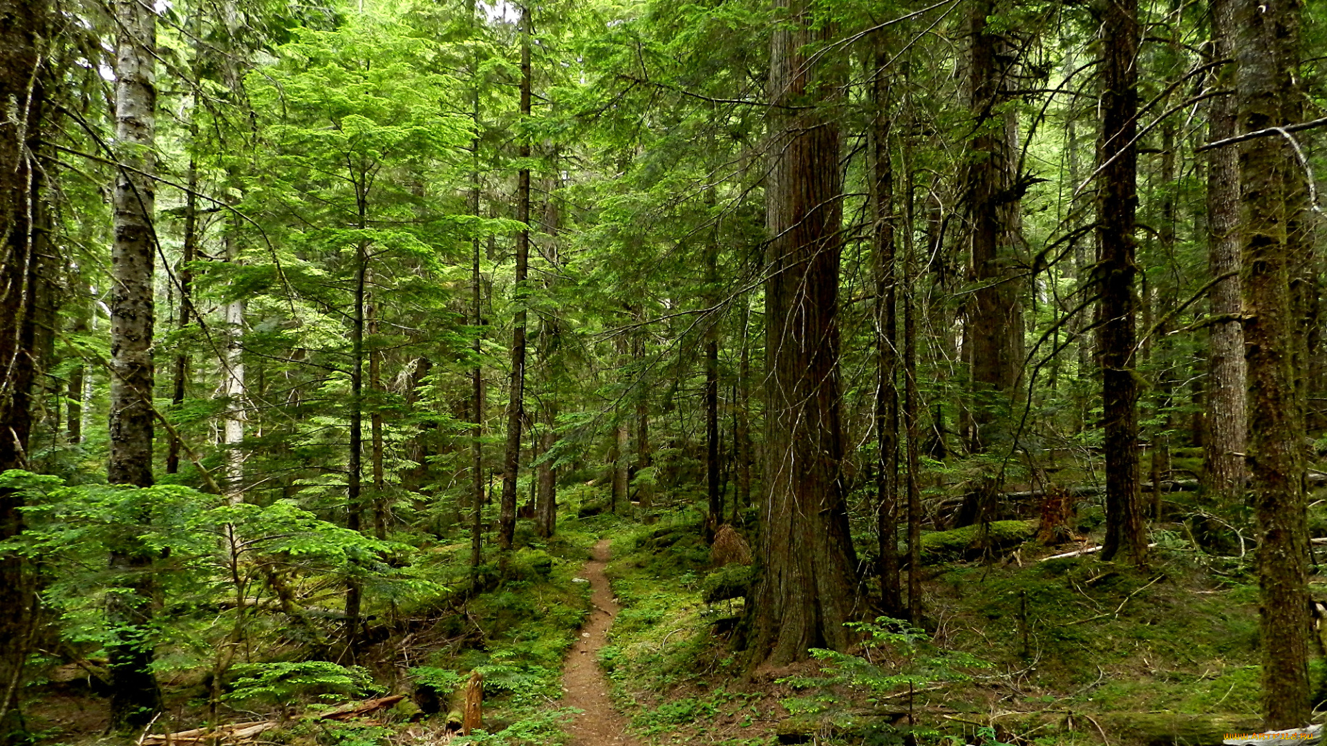 природа, лес, простор