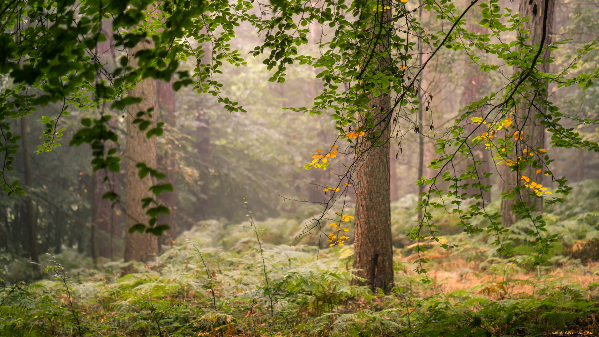 природа, лес, простор