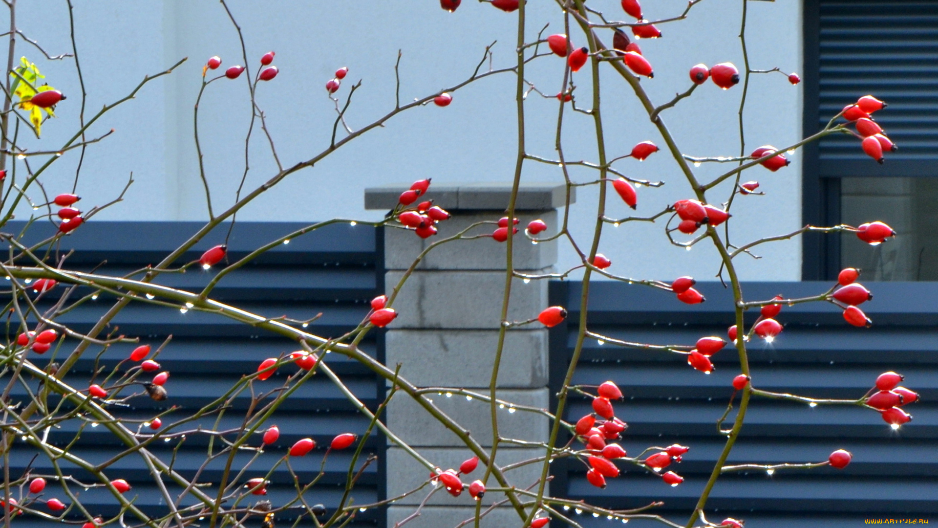 природа, Ягоды, шиповник