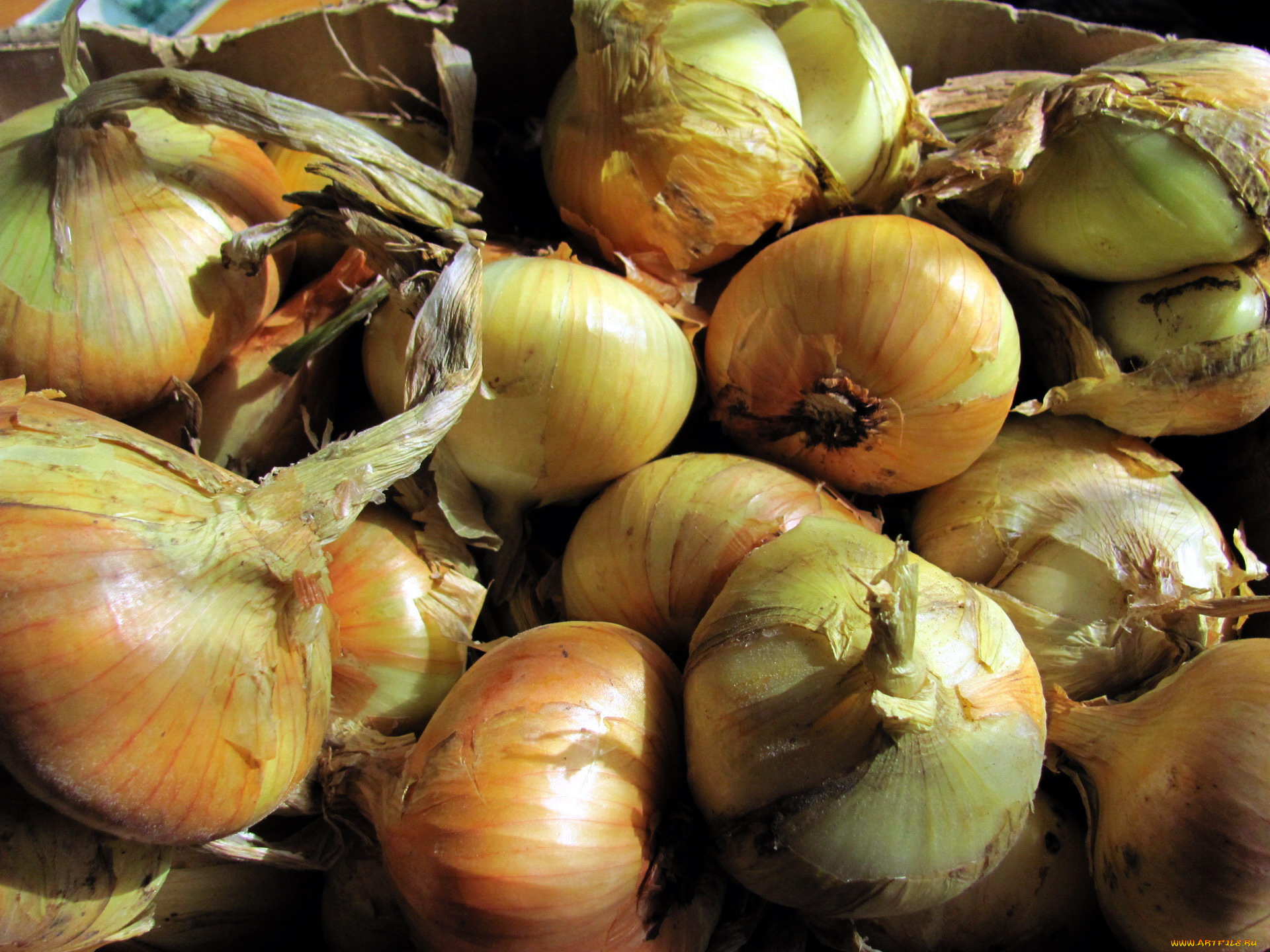 еда, лук, репчатый