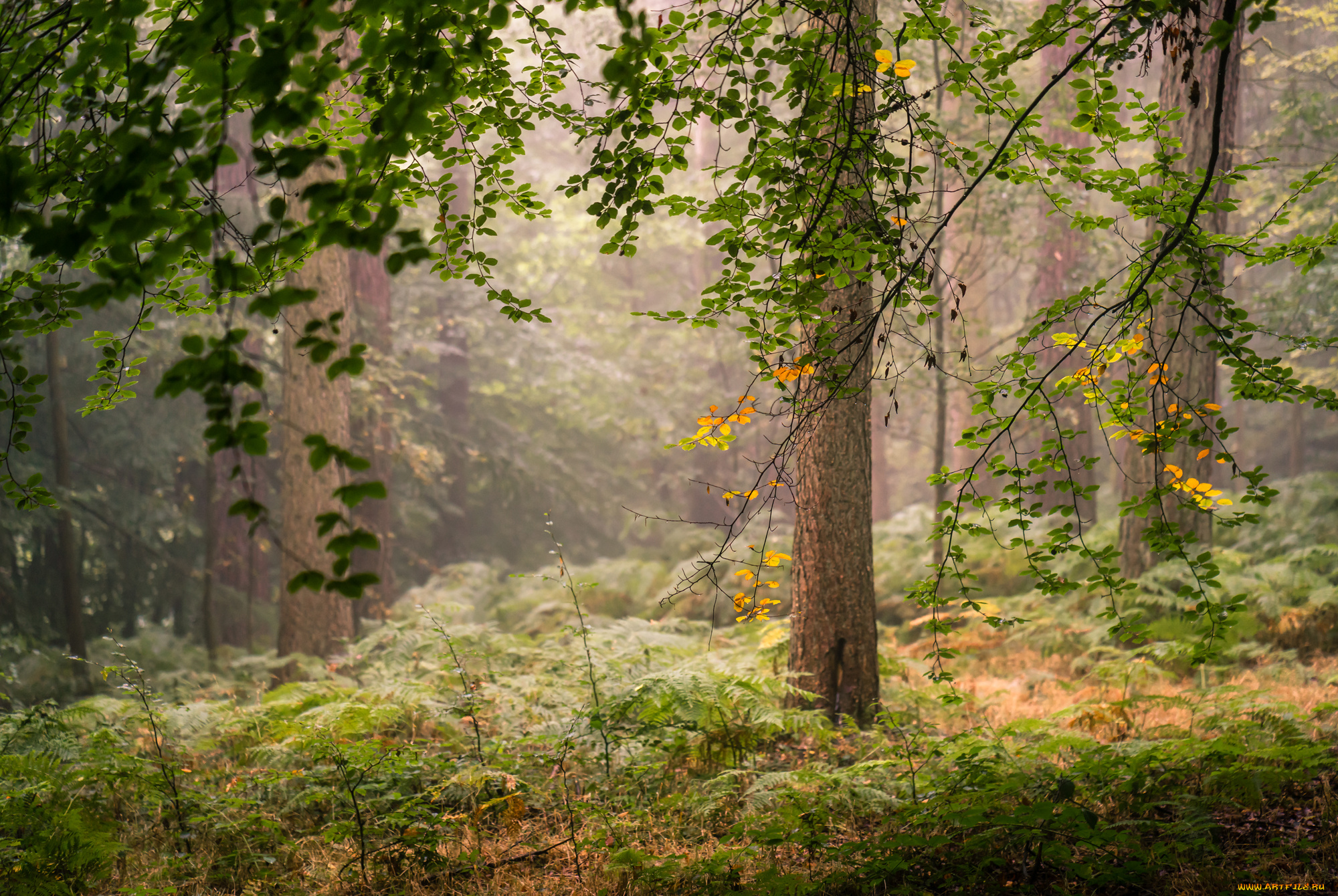 природа, лес, простор