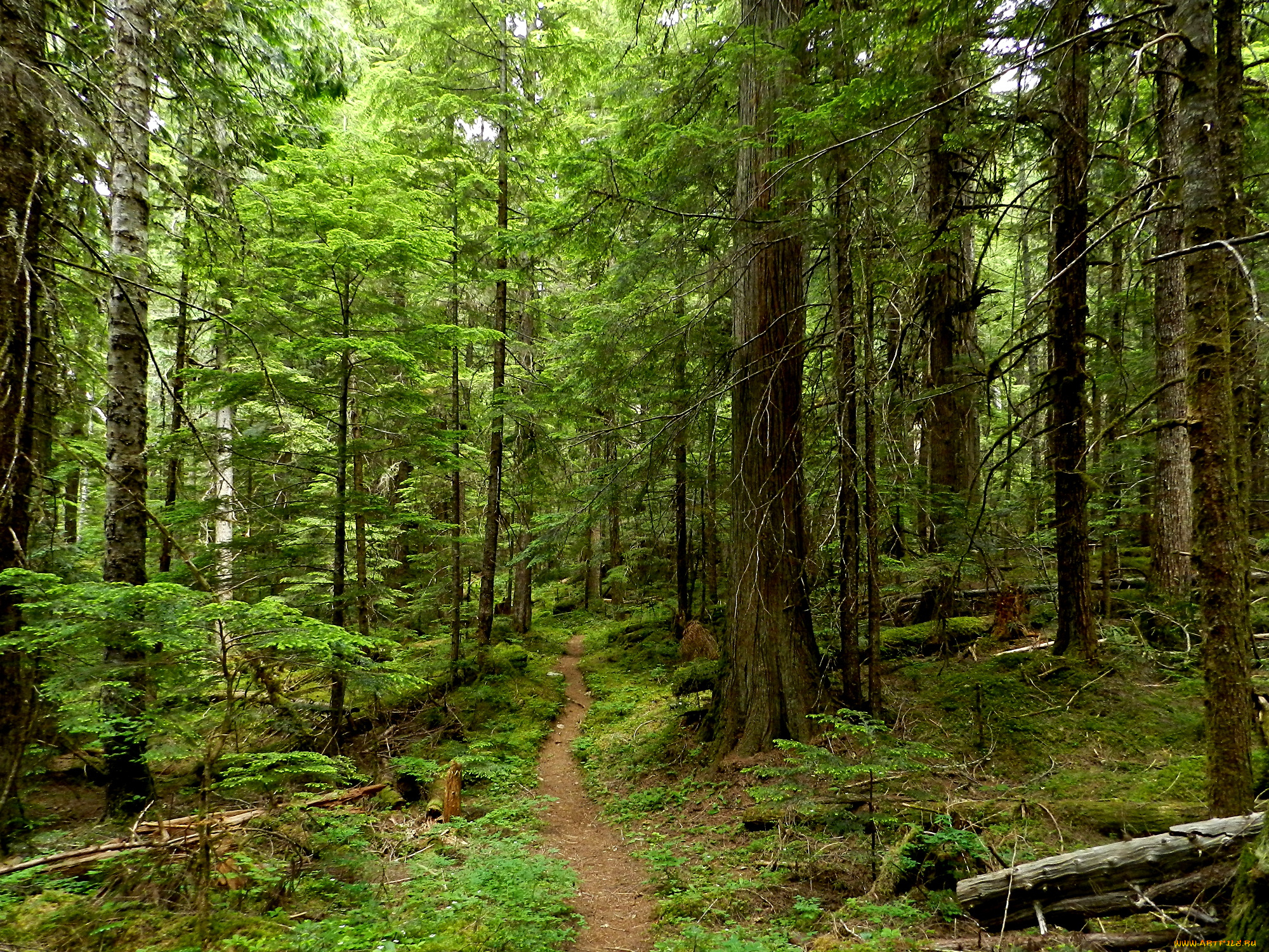 природа, лес, простор