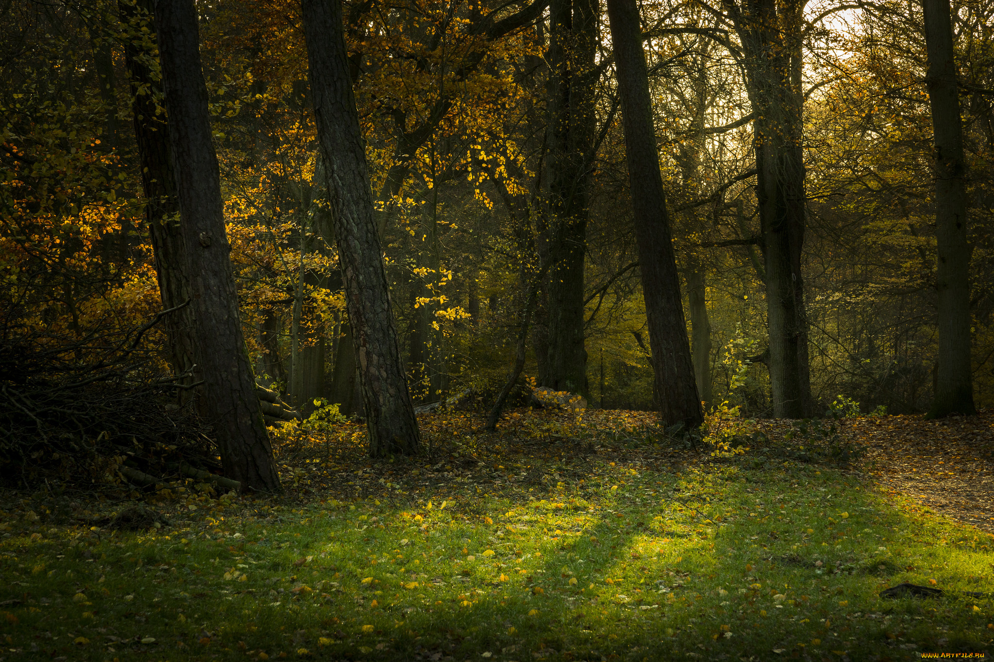 природа, лес, простор