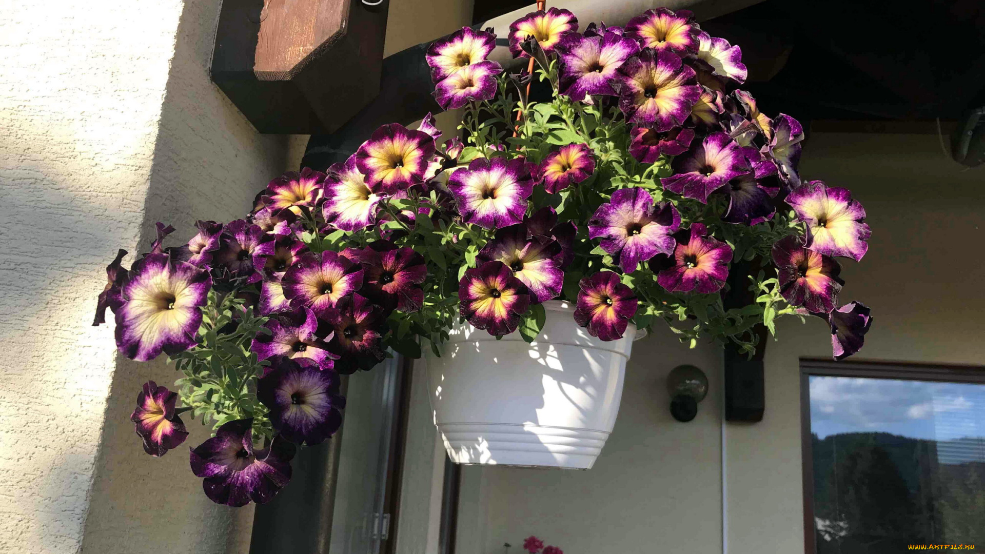 цветы, петунии, , калибрахоа, петуния