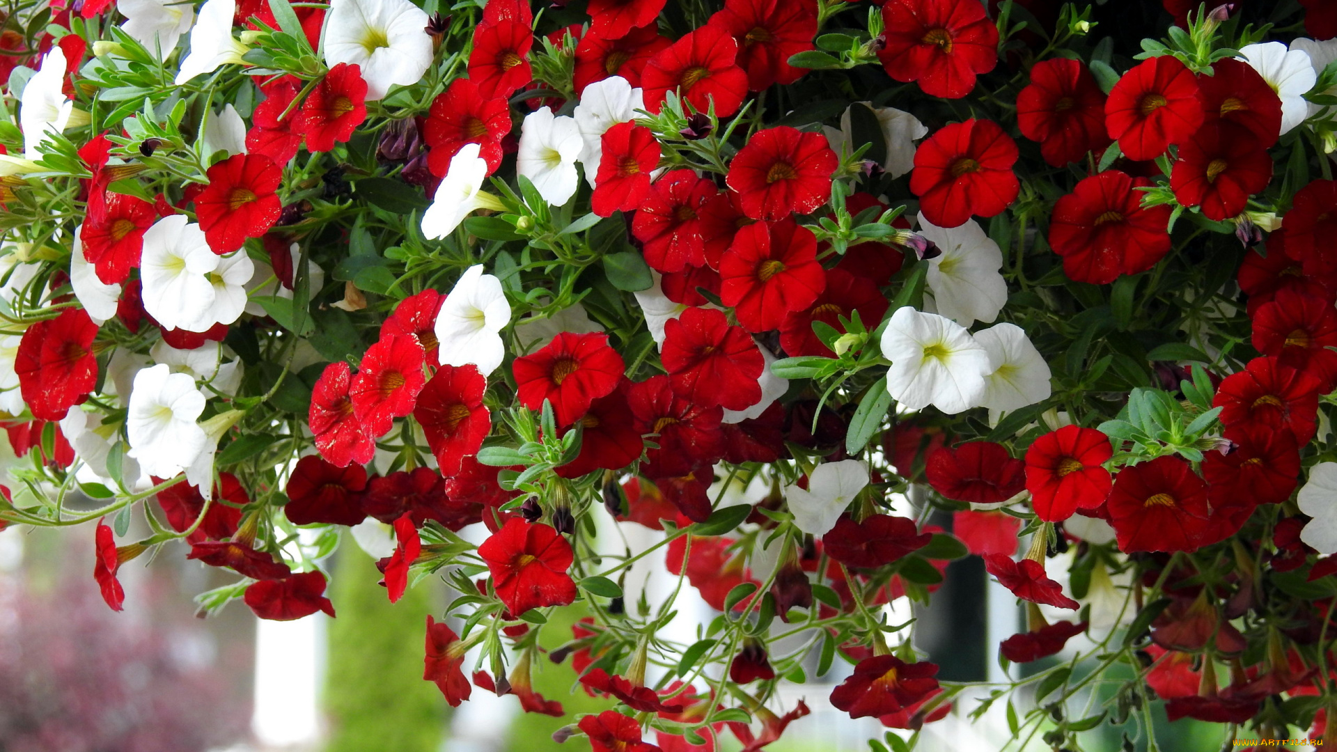 цветы, петунии, , калибрахоа, петуния