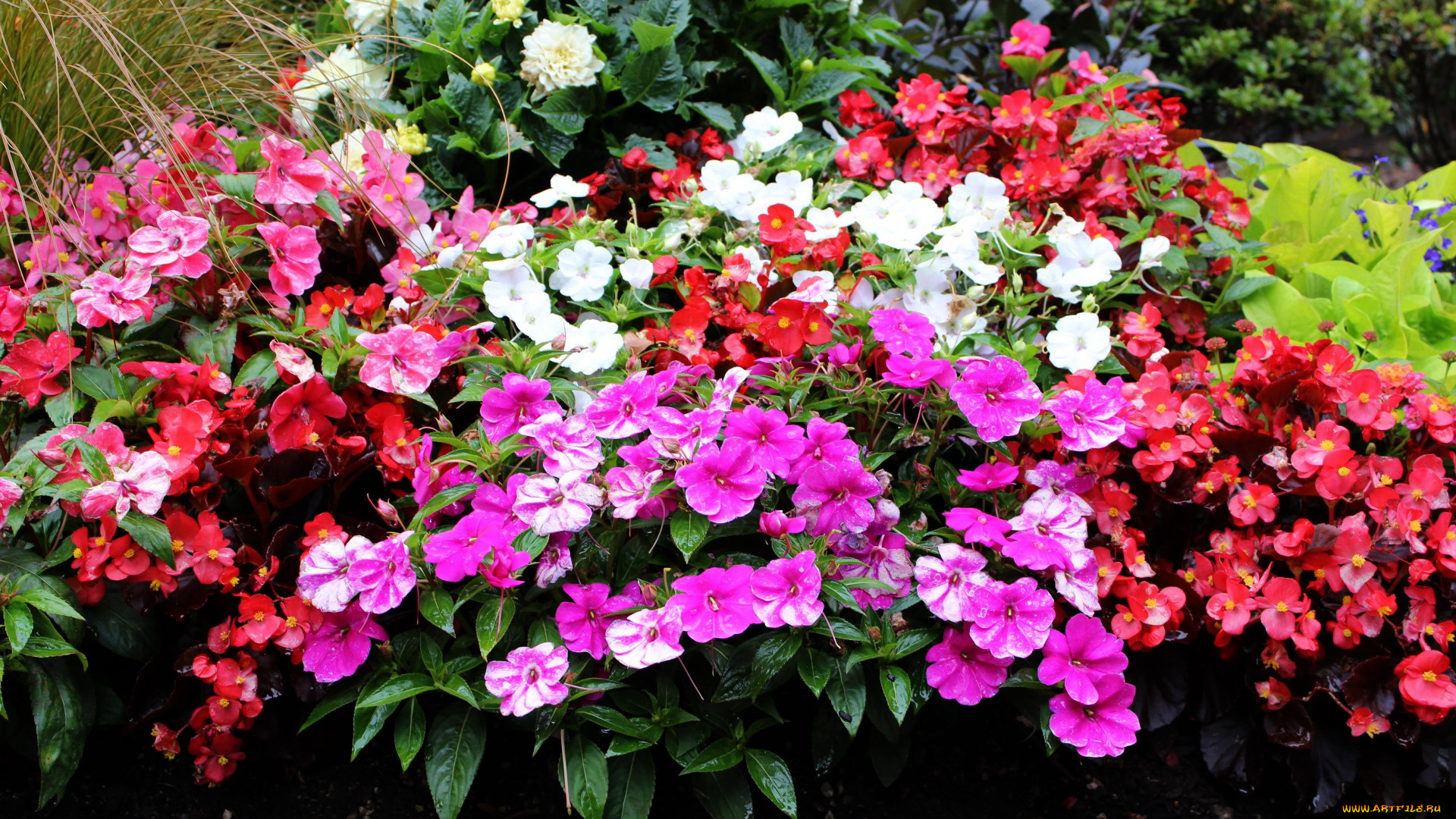 цветы, разные, вместе, бегония, флоксы, георгины