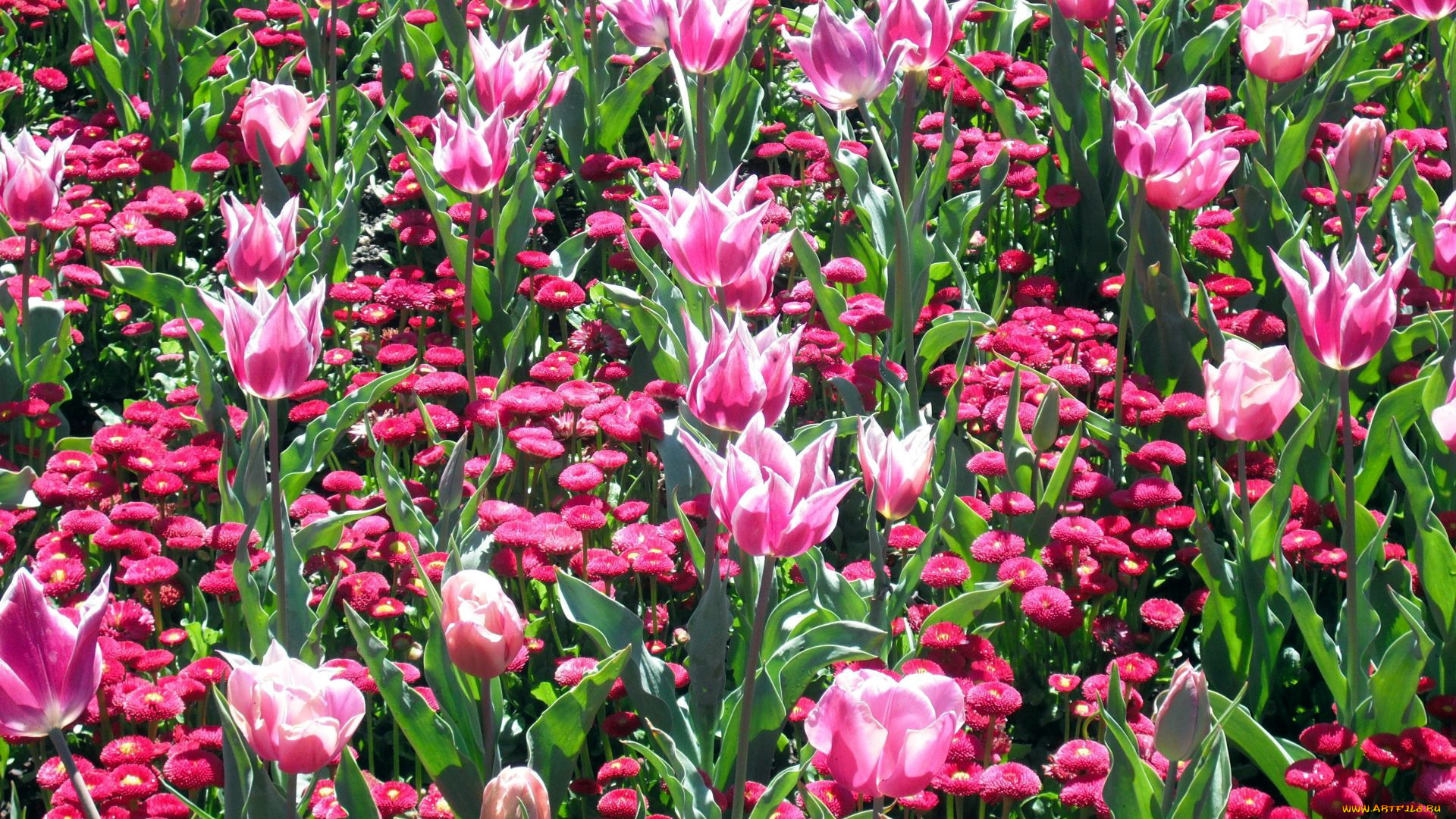 цветы, разные, вместе, тюльпаны, маргаритки