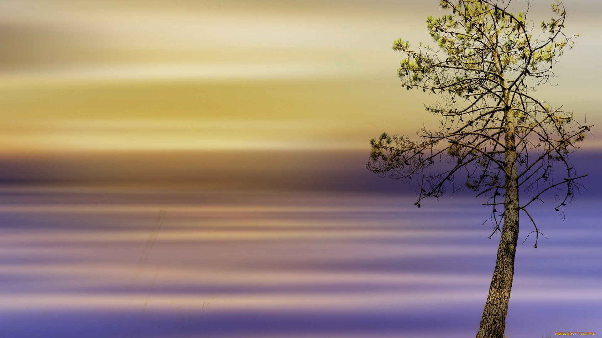 природа, деревья, размытость, хвоя, дерево