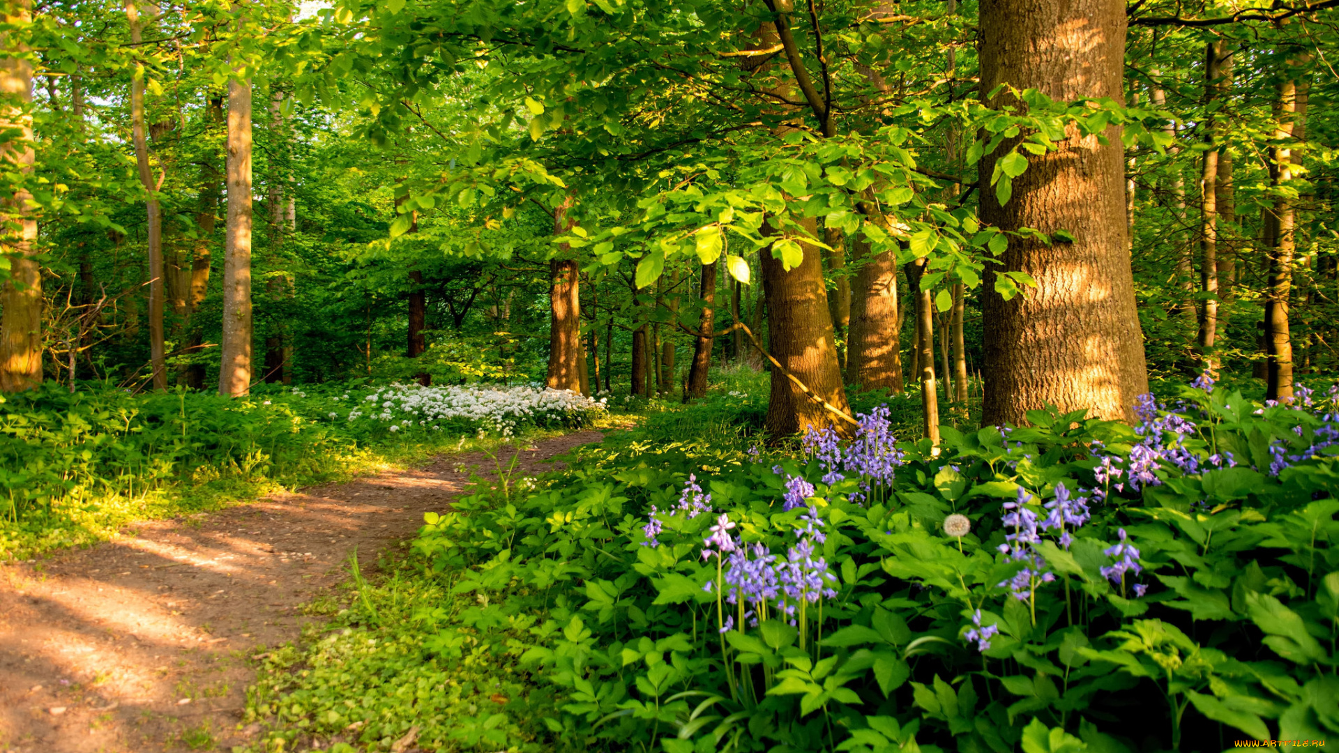 природа, лес, простор