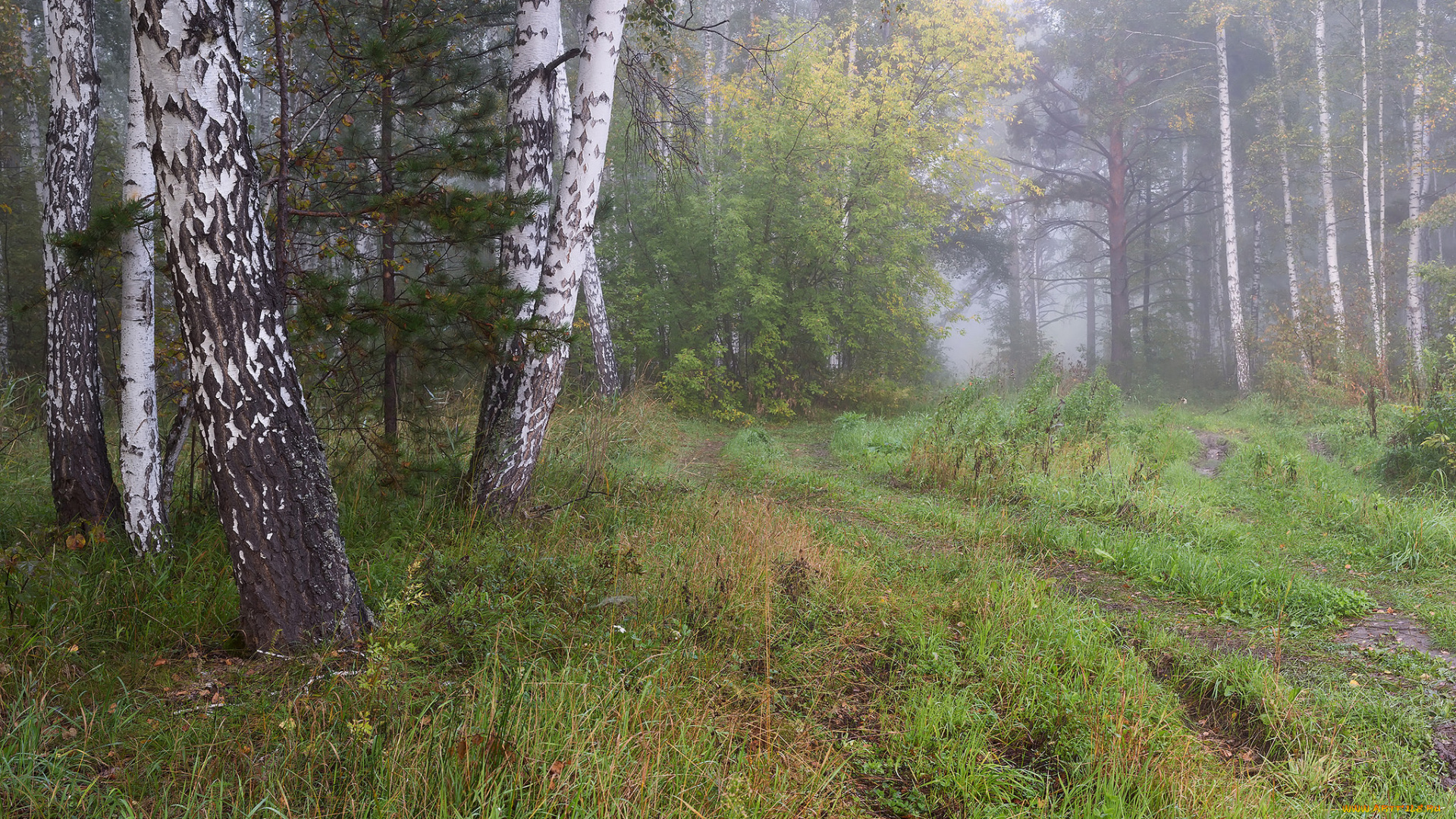 природа, лес, простор