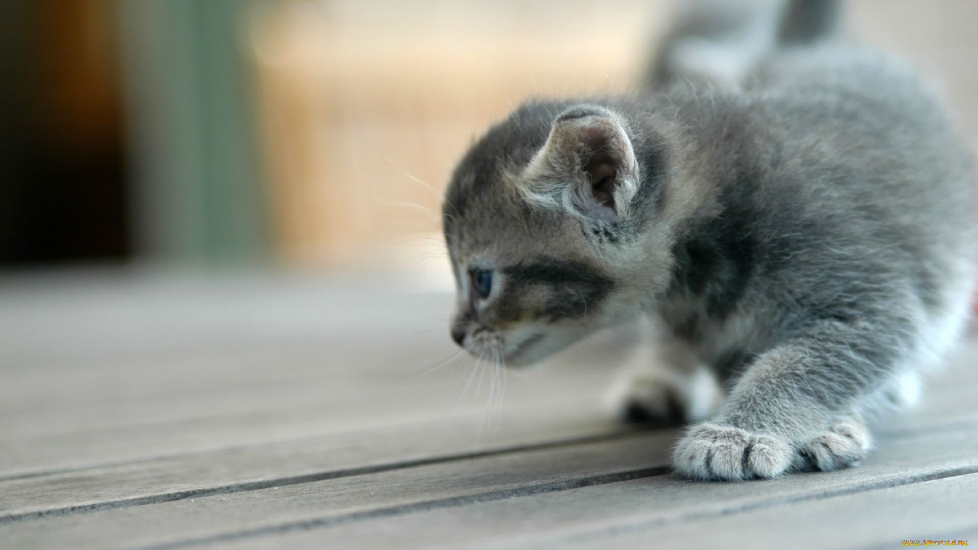 животные, коты, котенок, серый
