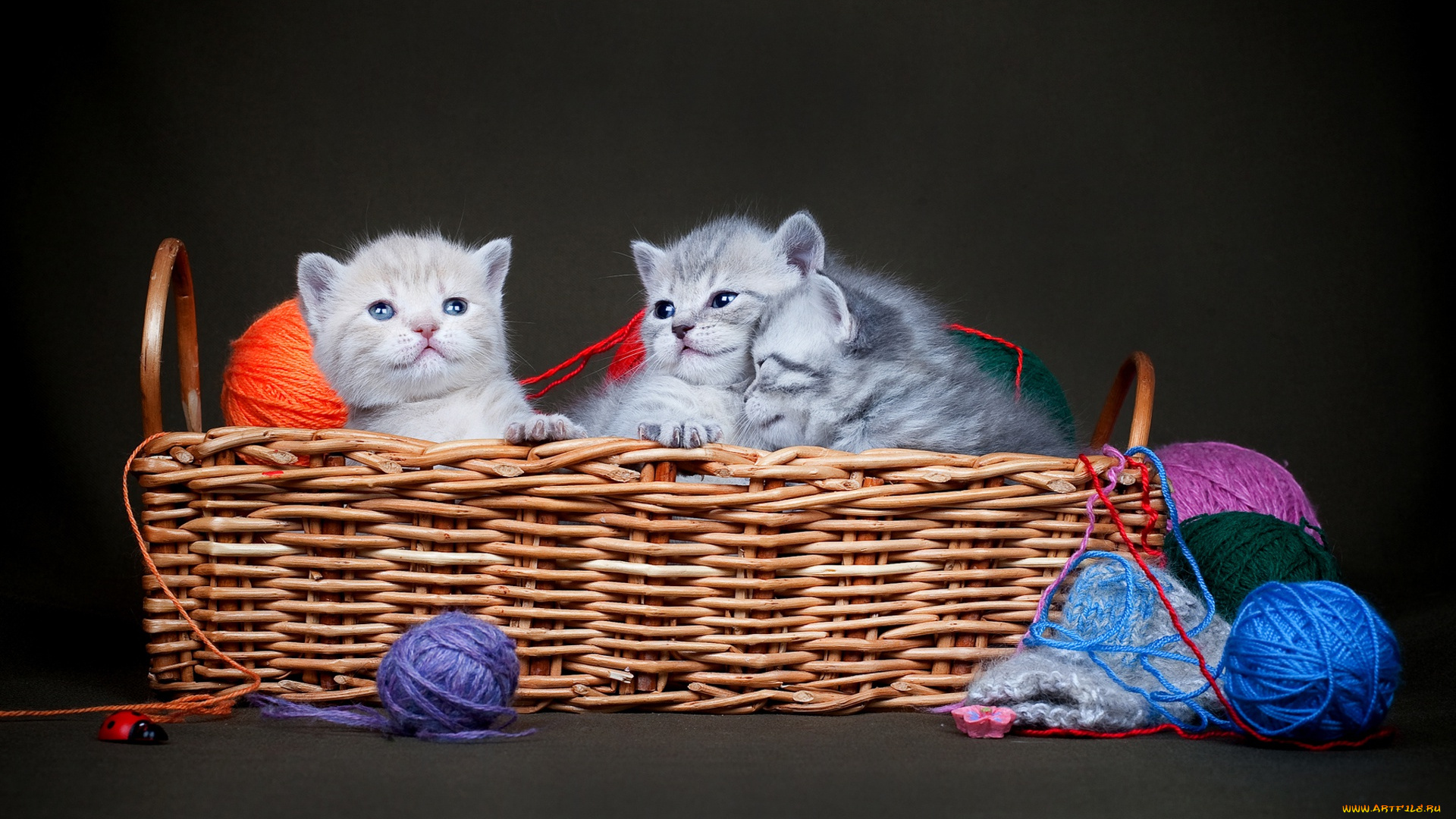 животные, коты, тёмный, фон, клубки, трио, корзинка, нитки, малыши, котята, корзина