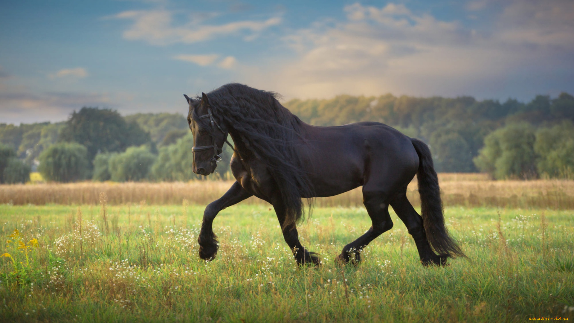 животные, лошади, скакун, вороной, голубое, небо, красавец, порода, копыта, поза, зеленый, природа, прогулка, грива, луг, жеребец, лошадь, конь, лето, поле, трава, облака