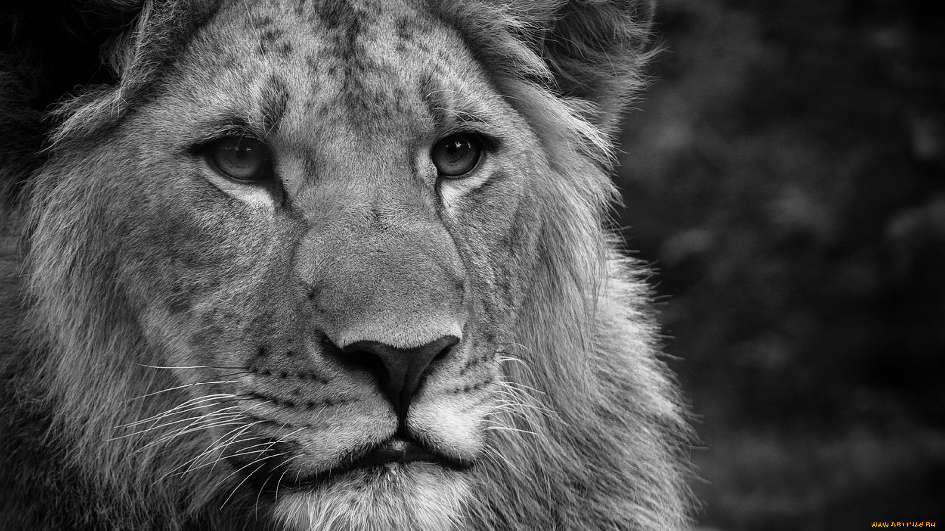 животные, львы, черно-белый, голова, лев
