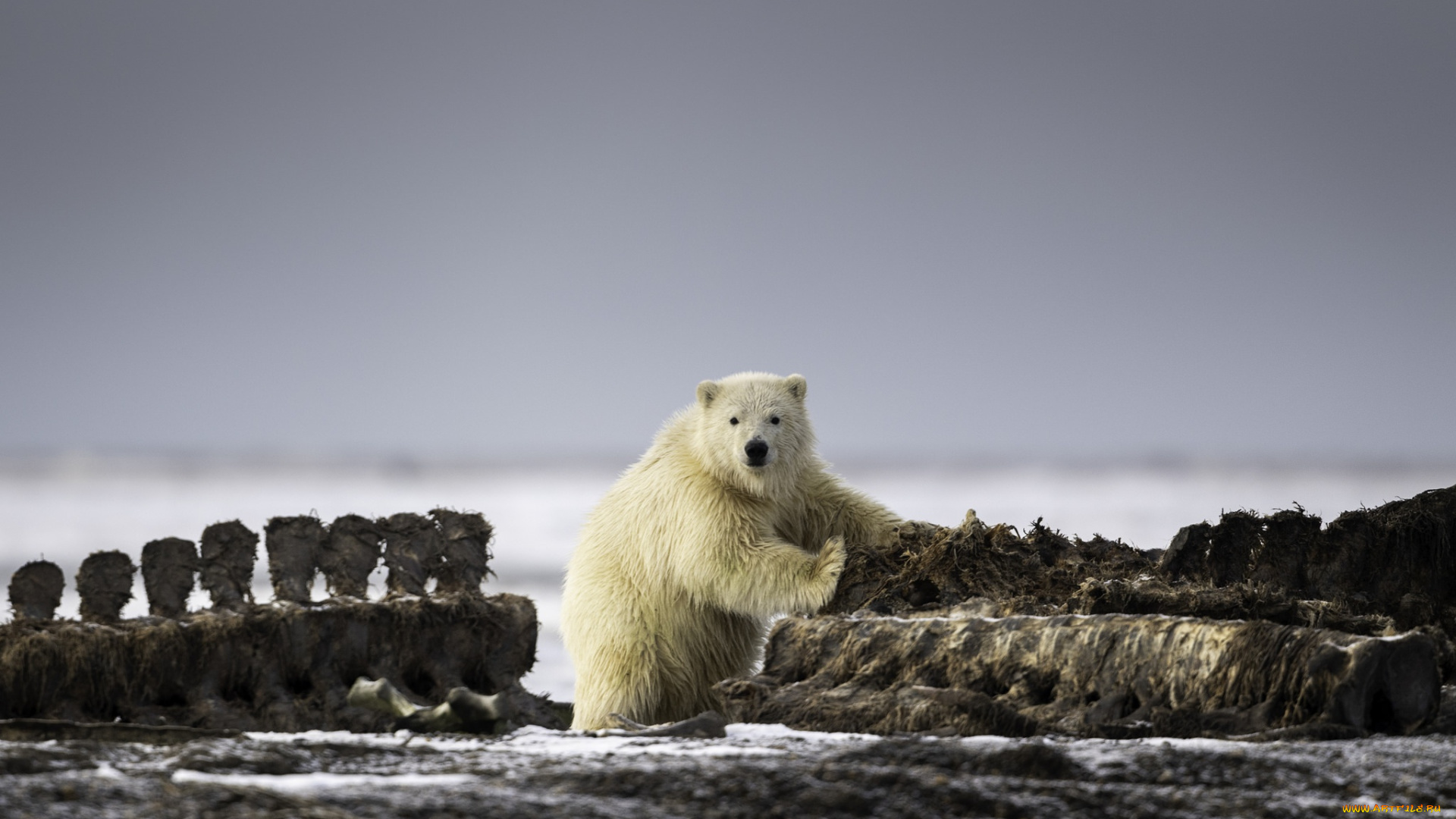 животные, медведи, медведь, взгляд