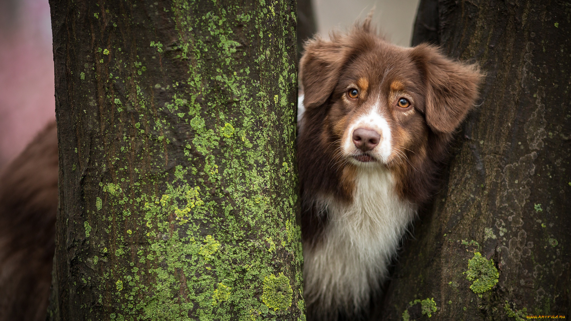 животные, собаки, аусси, собака, стволы, деревья
