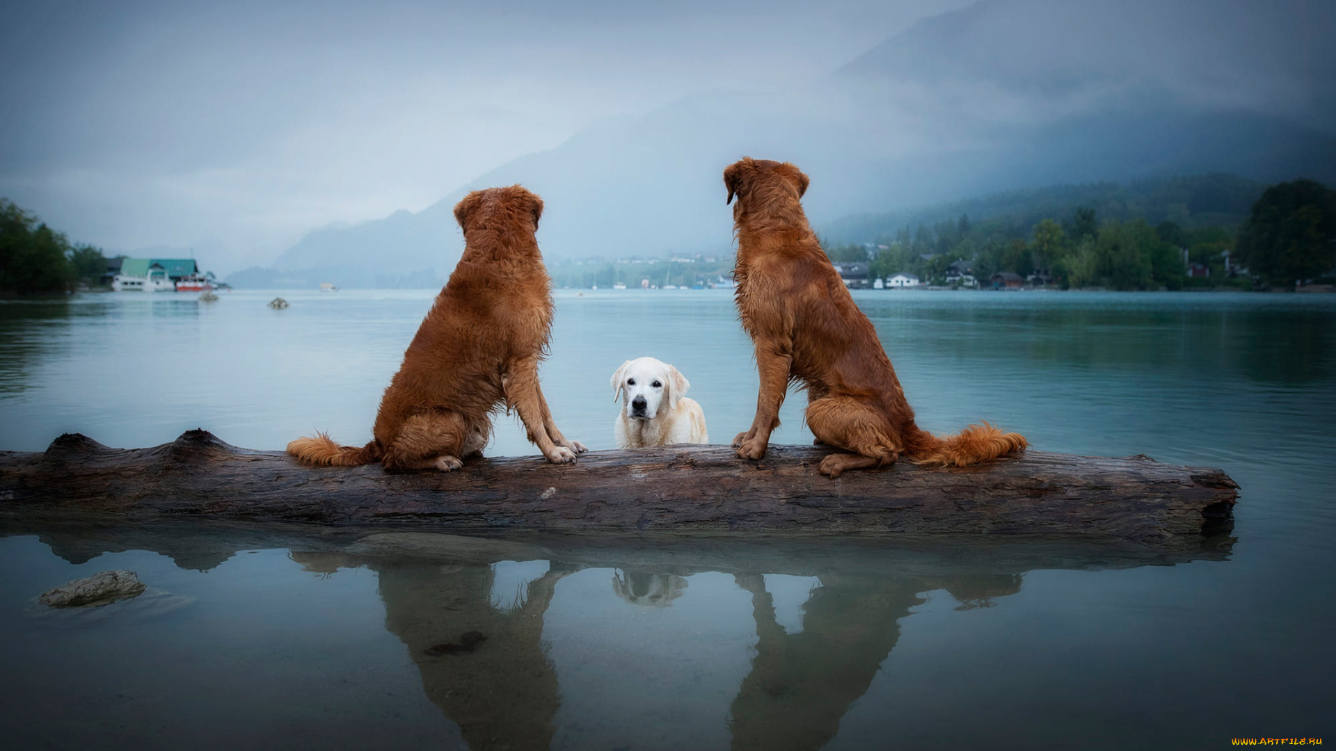 животные, собаки, ретриверы, три, троица, сидят, поселение, плавание, водоем, друзья, отрревно, озеро, бман, купание, берег, дерево, туажение, поза, природа, горы, пейзаж, небо, взгляд