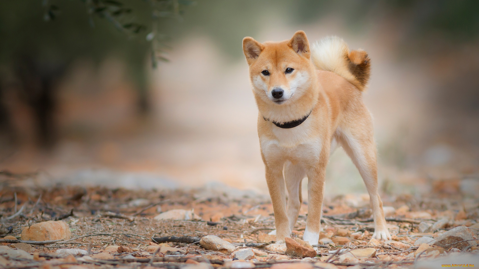животные, собаки, взгляд, листья, природа, камни, собака, ветка, рыжий, ошейник, молодой, пёсик, сиба-ину