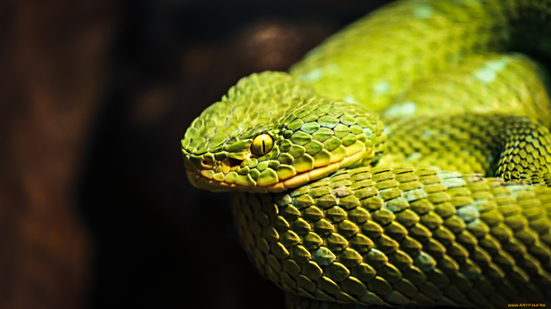 животные, змеи, , питоны, , кобры, змейка