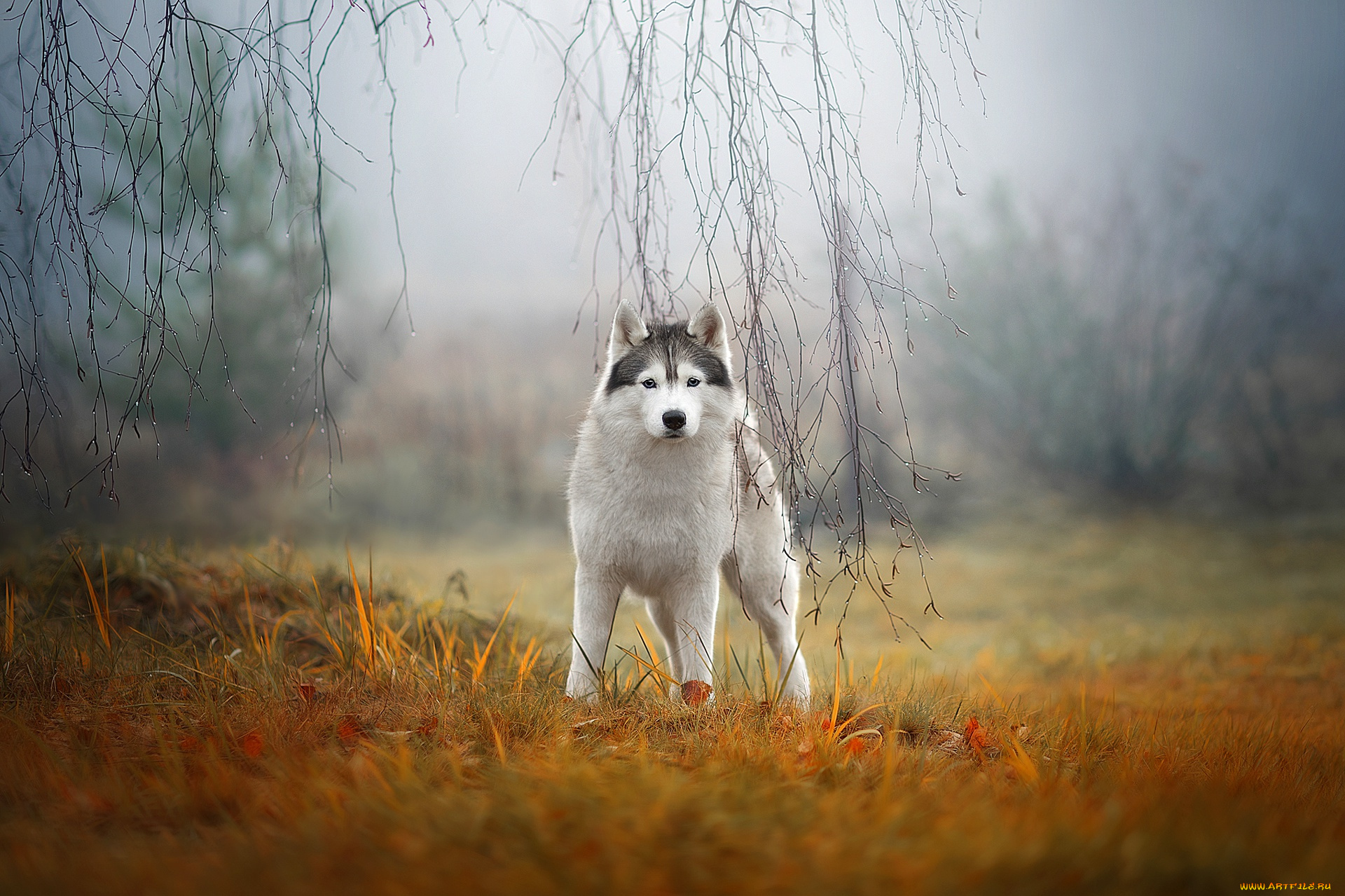 животные, собаки, сибирский, хаски, собака, туман, природа, ветки, взгляд, трава, осень