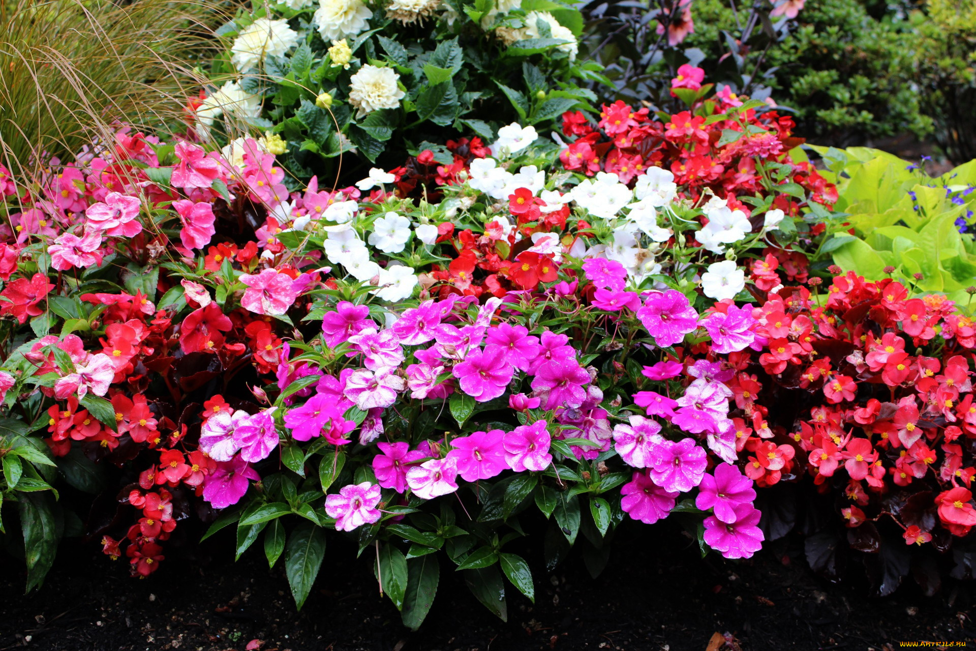 цветы, разные, вместе, бегония, флоксы, георгины