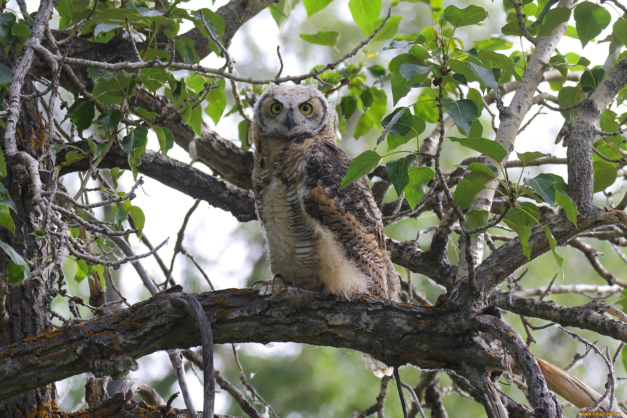 животные, совы, листья, ветки, природа, дерево, сова, птица