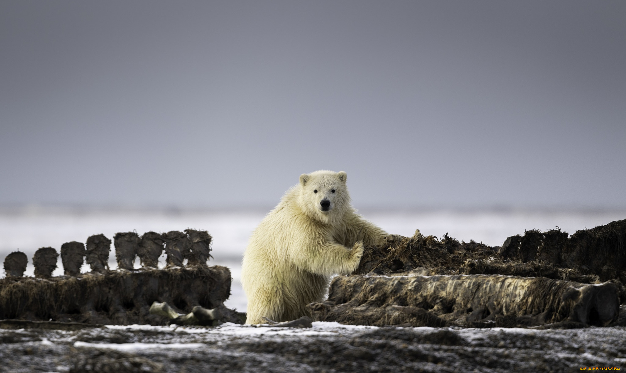 животные, медведи, медведь, взгляд