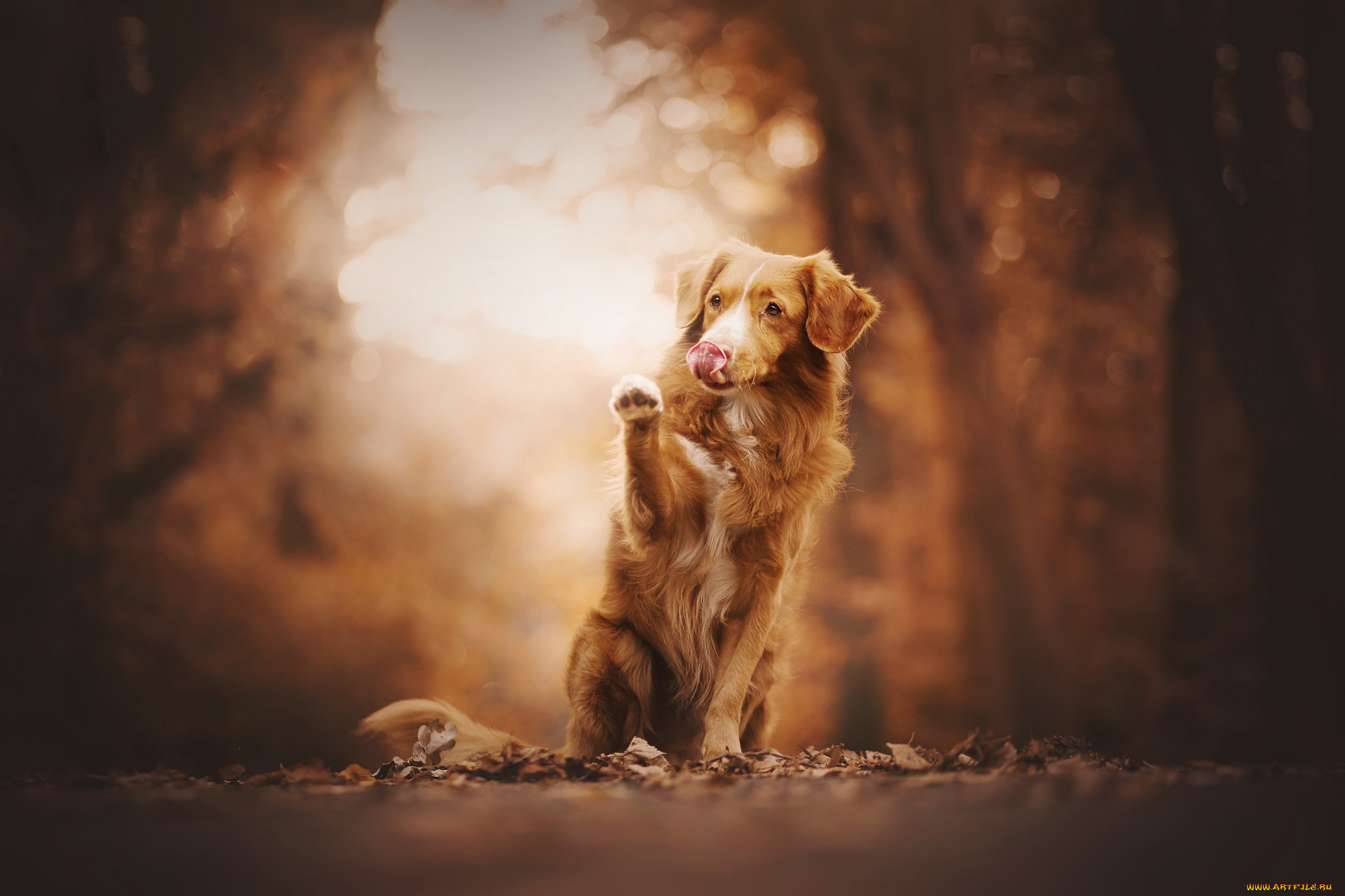 животные, собаки, листья, взгляд, деревья, собака, лапа, фон, парк, ретривер, боке, сидит, рыжая, поза, природа, язык, осень