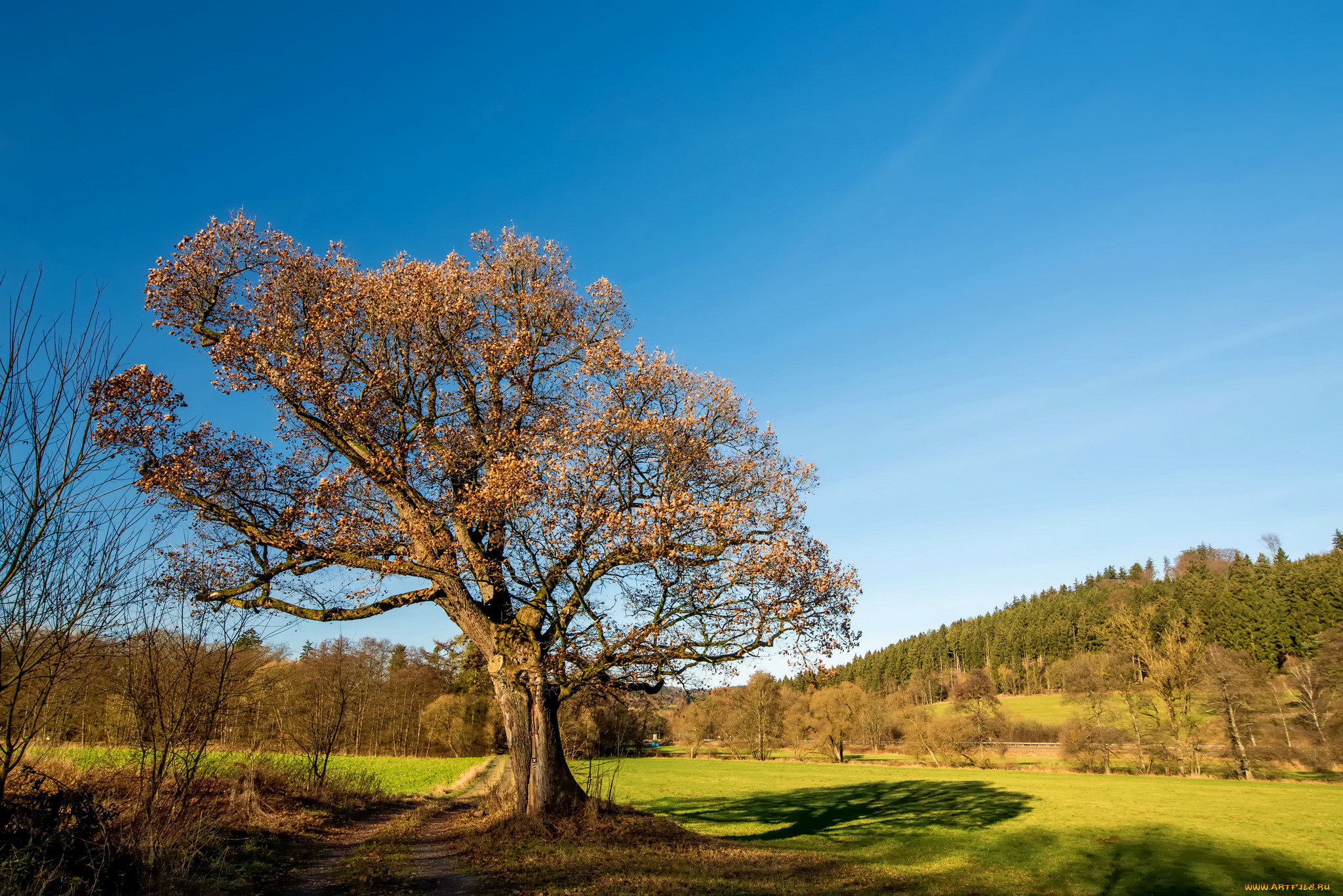 природа, деревья, простор
