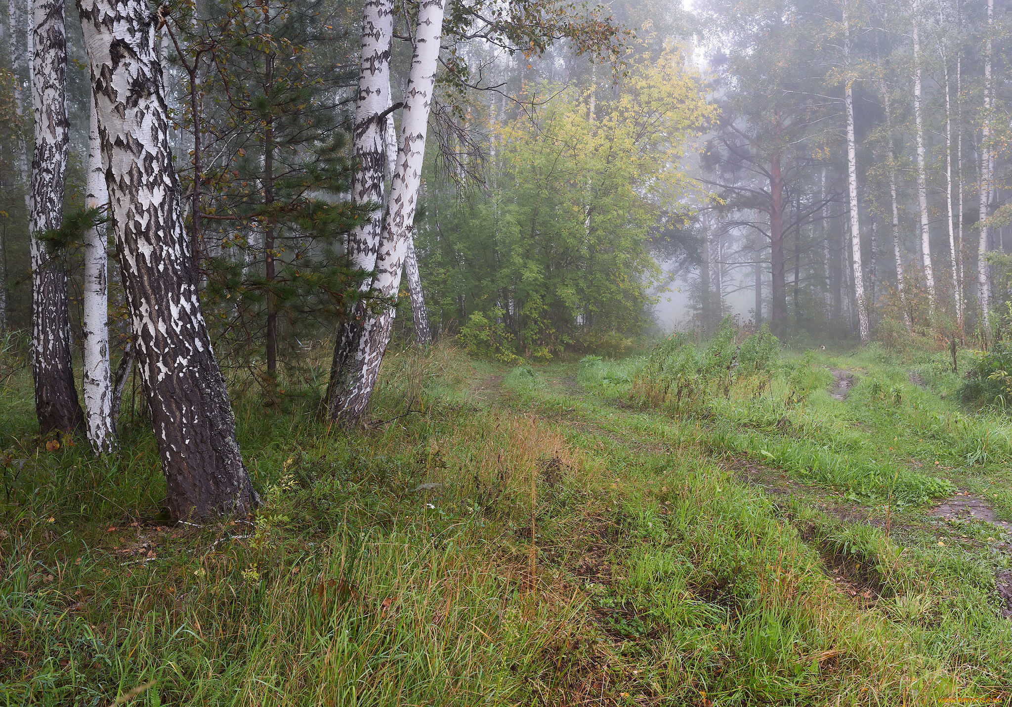 природа, лес, простор