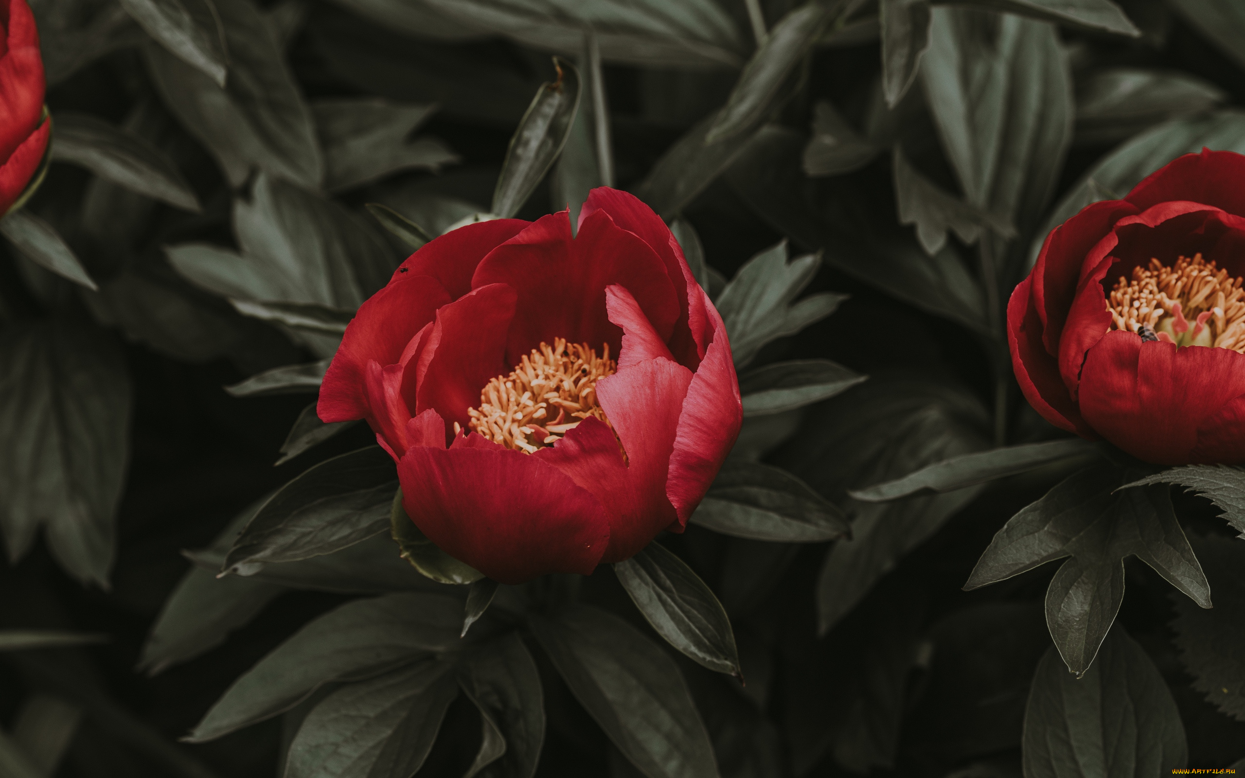 цветы, пионы, древовидный