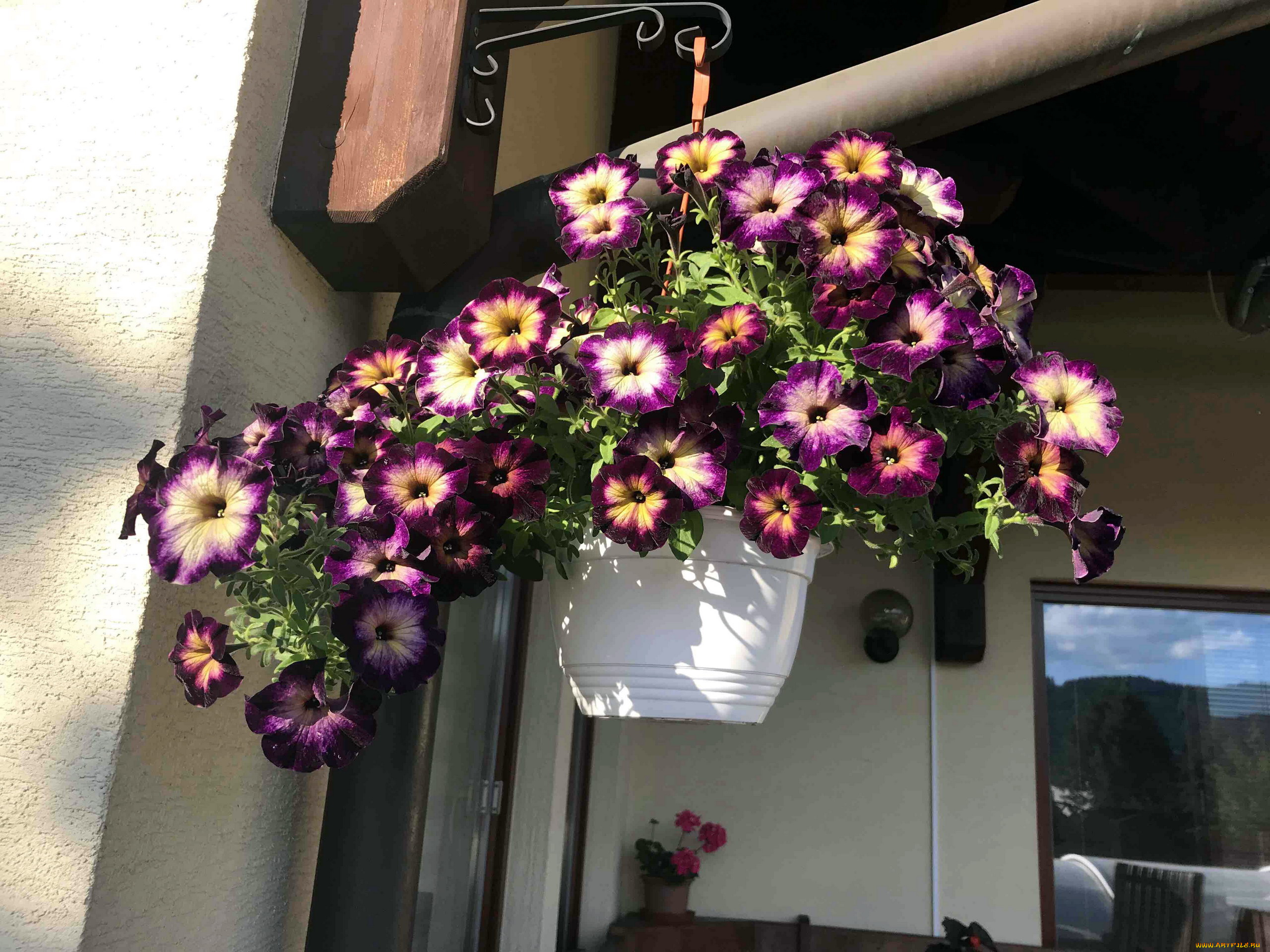 цветы, петунии, , калибрахоа, петуния