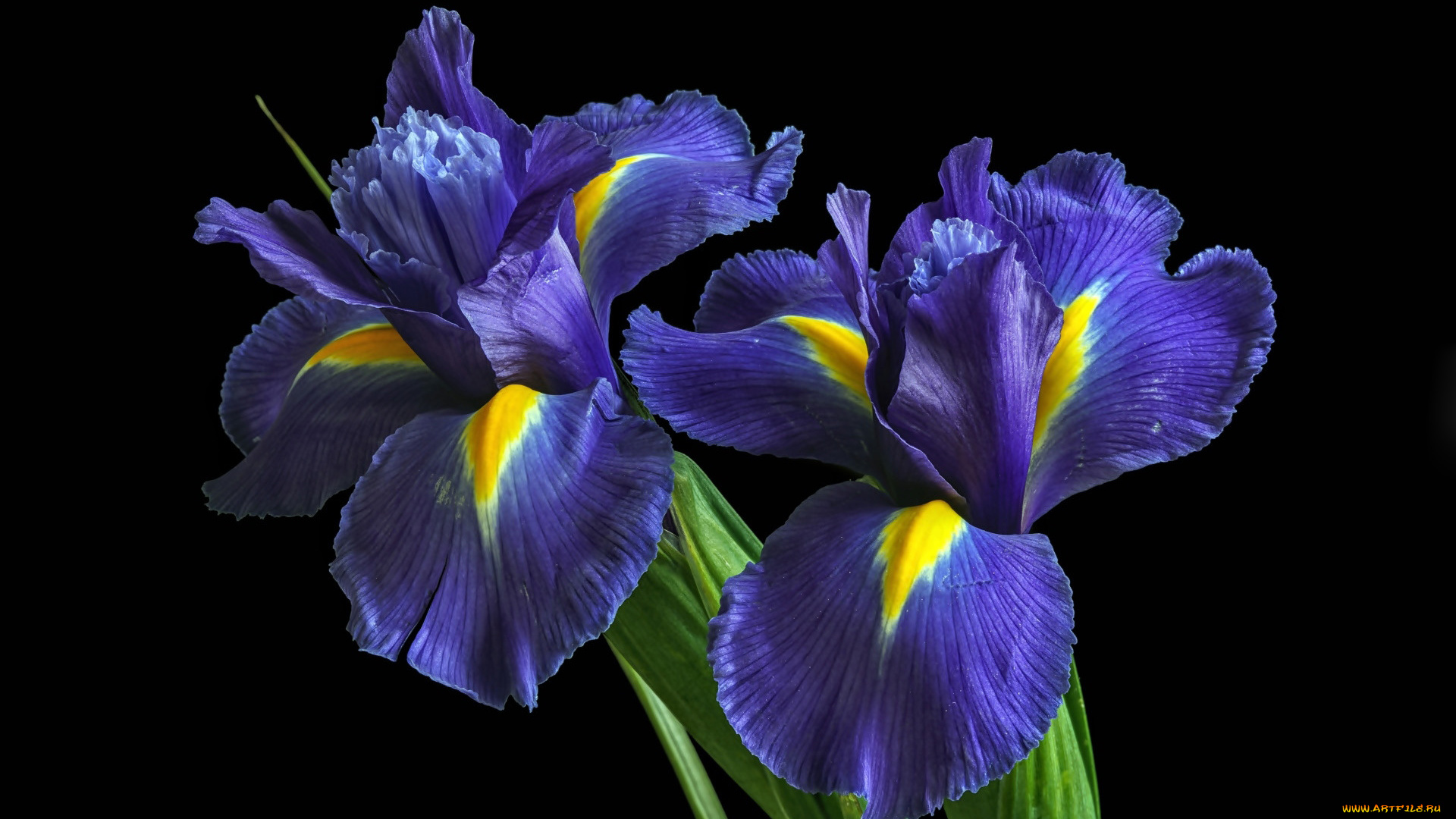 цветы, ирисы, дуэт, синие
