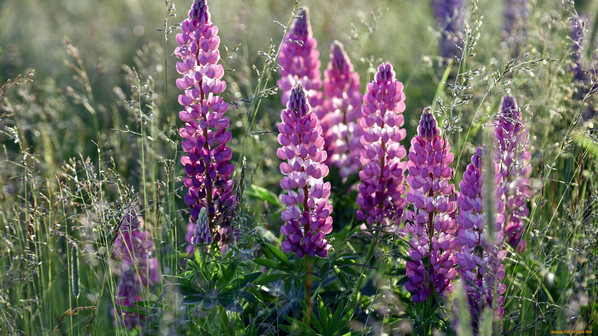 цветы, люпин, лиловый