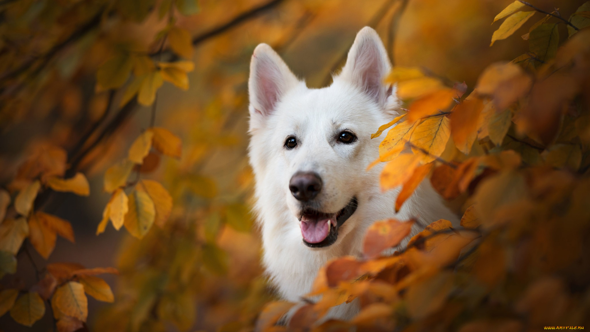 животные, собаки, белая, швейцарская, овчарка