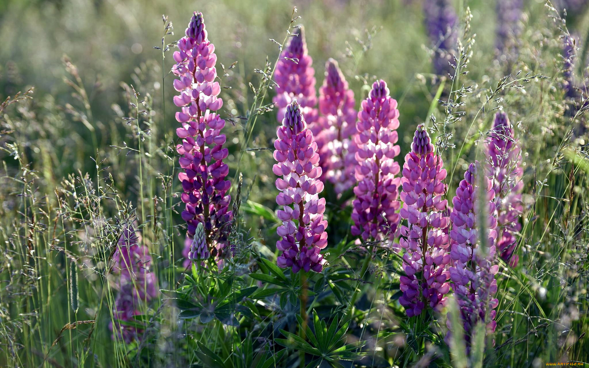 цветы, люпин, лиловый