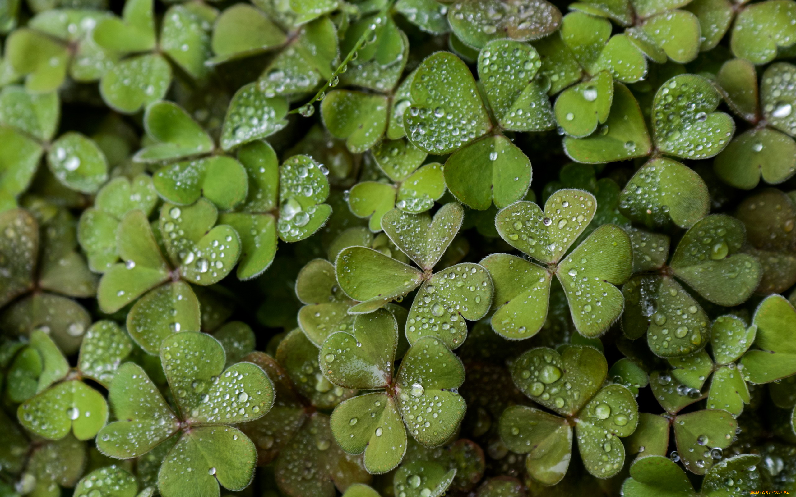 природа, листья, капли, макро