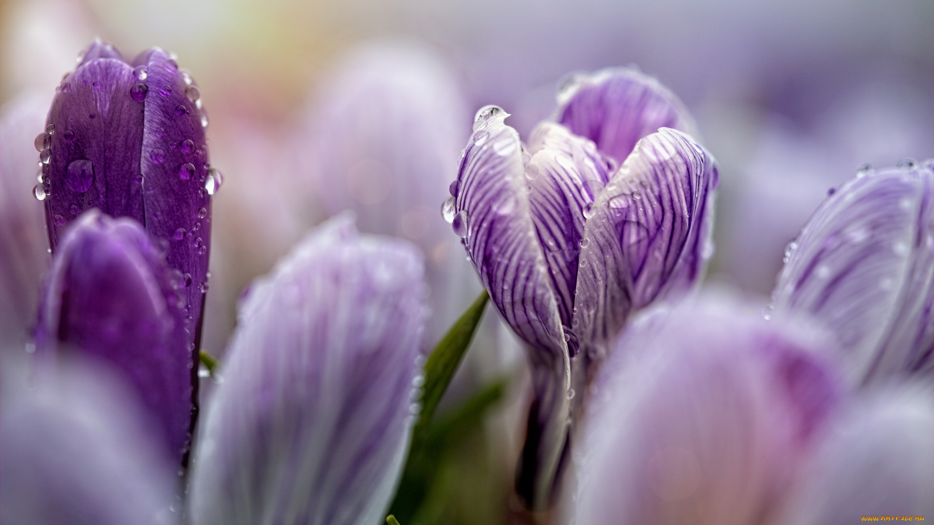 цветы, крокусы