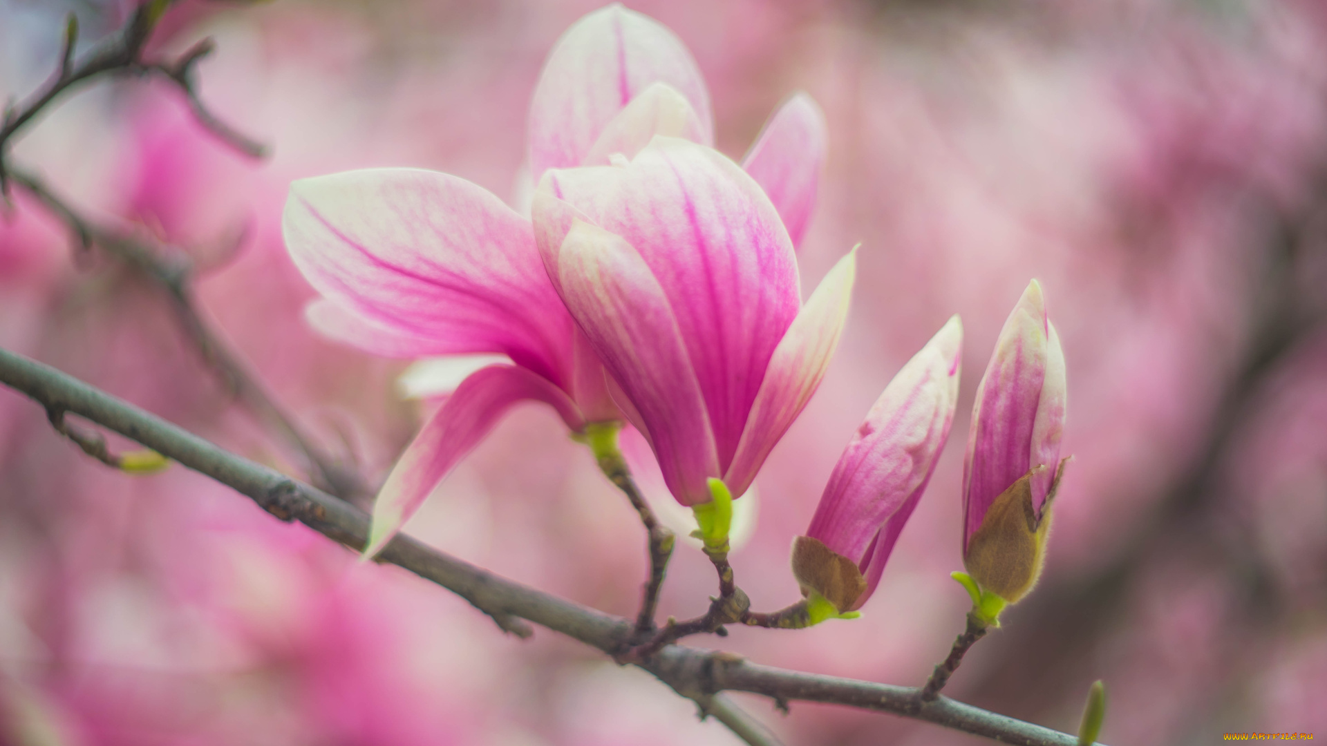 цветы, магнолии, цветок