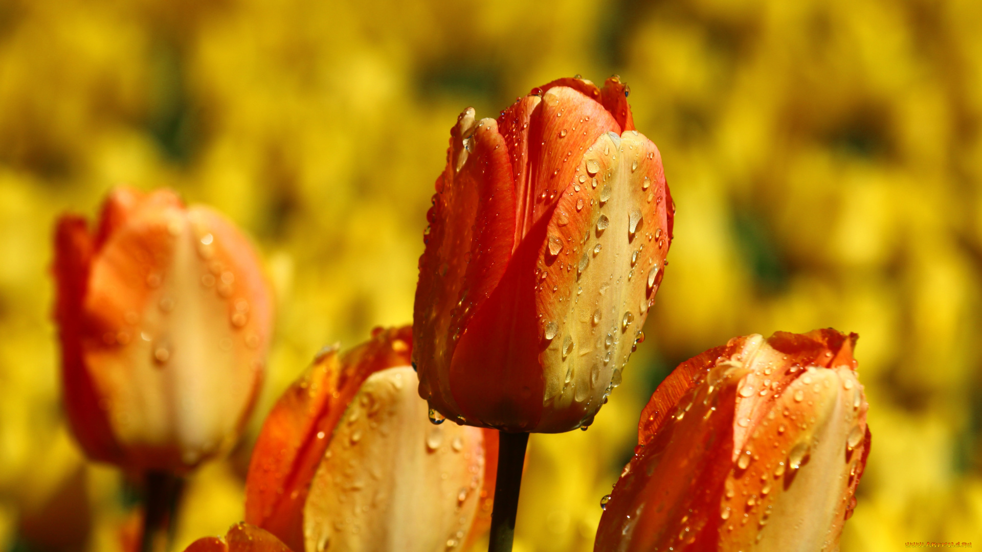 цветы, тюльпаны