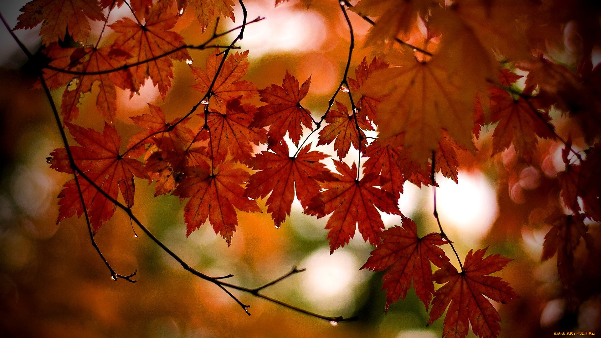 природа, листья, клен, ветки, осень, дерево, капли