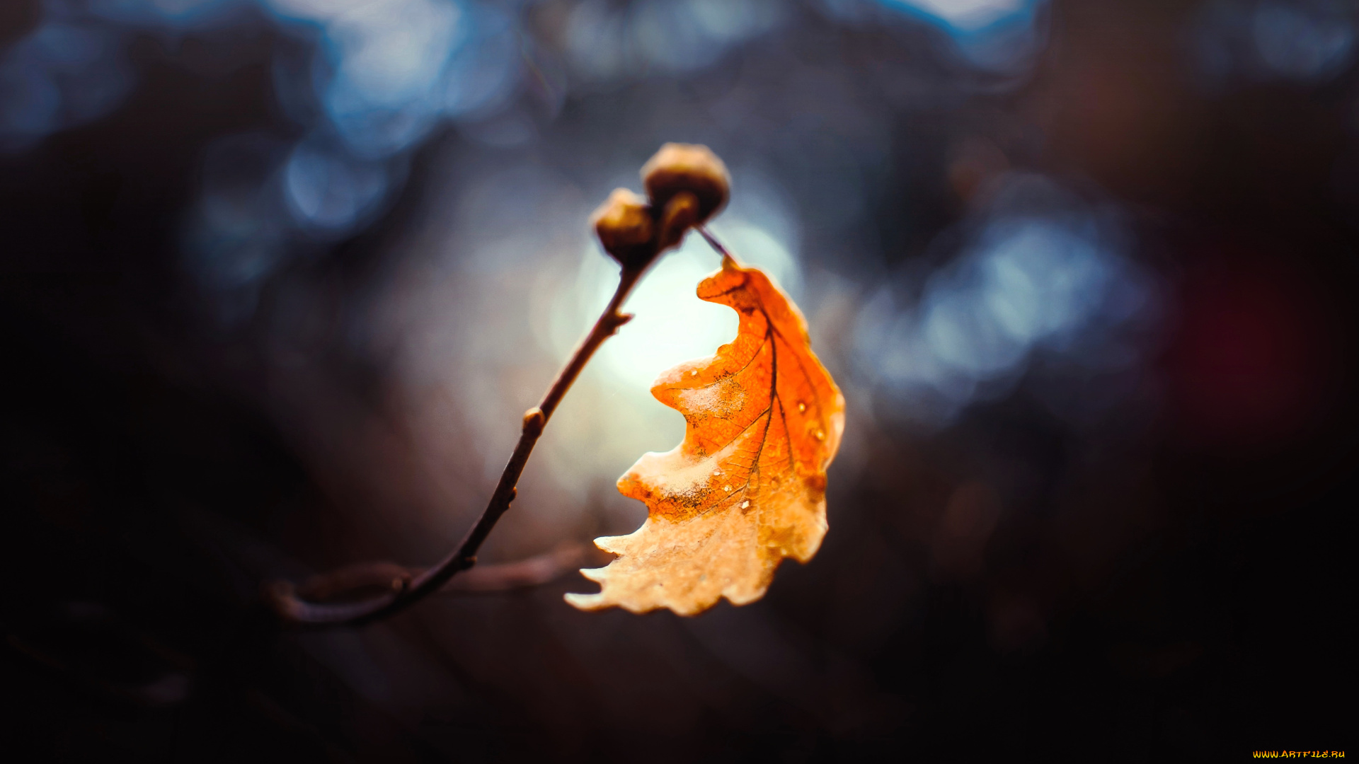 природа, листья, ветка, дуб, лист, осень