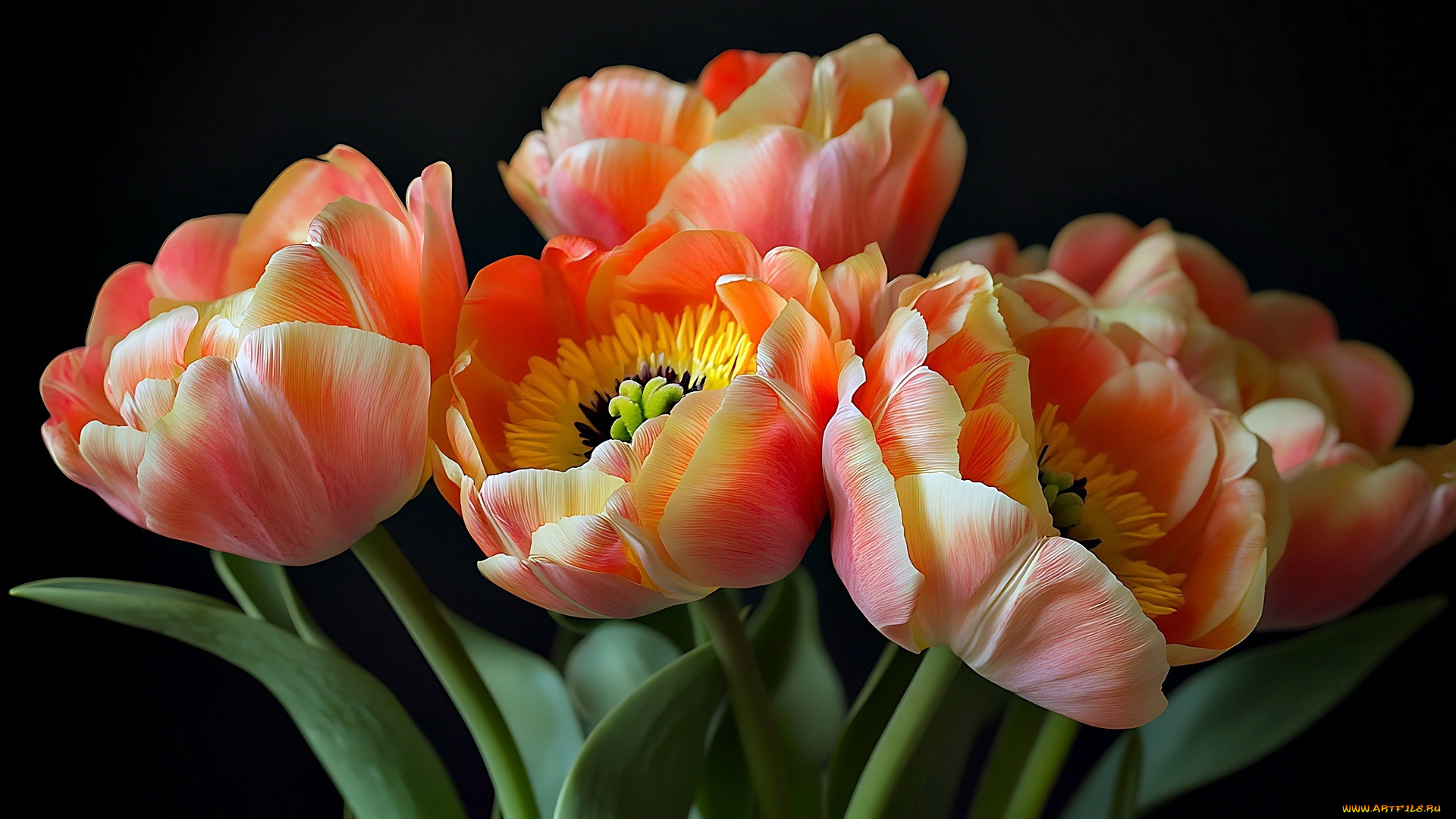 разное, компьютерный, дизайн, тюльпаны