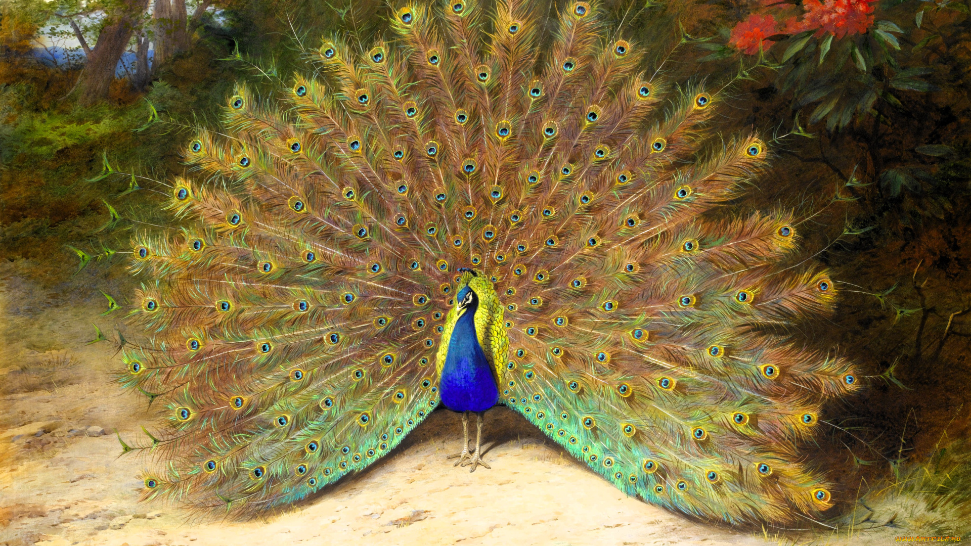 рисованное, archibald, thorburn, павлин, хвост, деревья, кусты, цветы