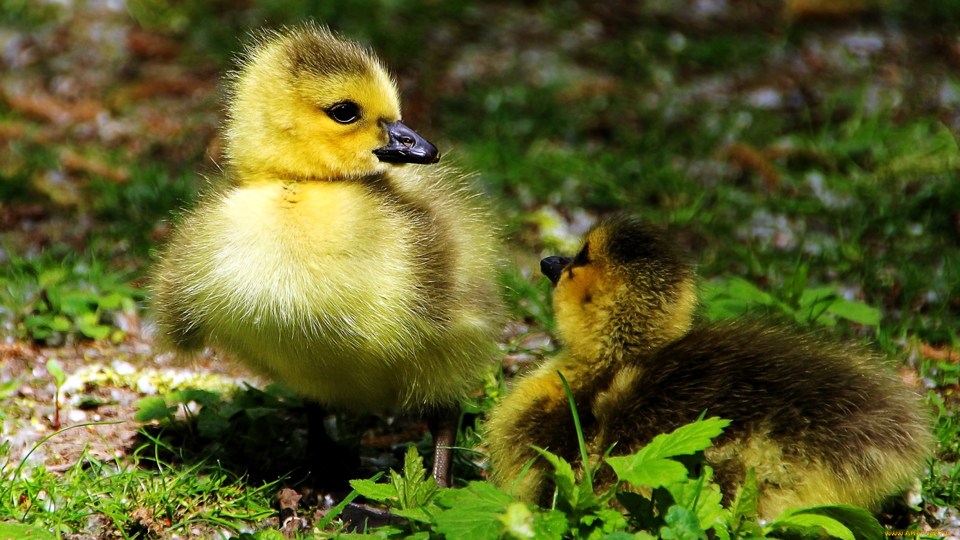животные, гуси, утята, птенцы, трава