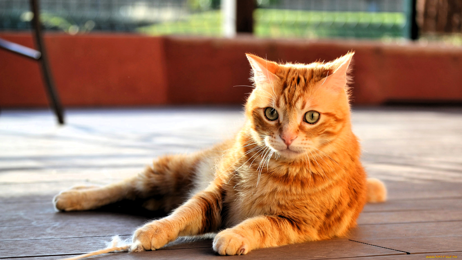 животные, коты, кот, рыжий, пол