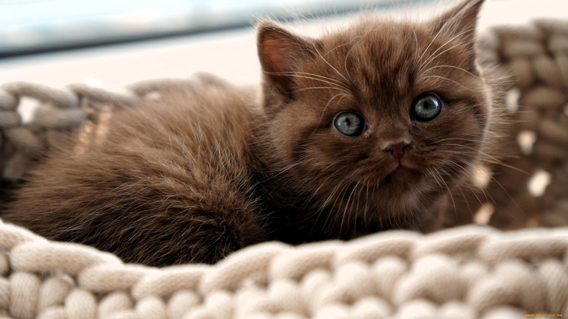 животные, коты, котенок, коричневый, корзина