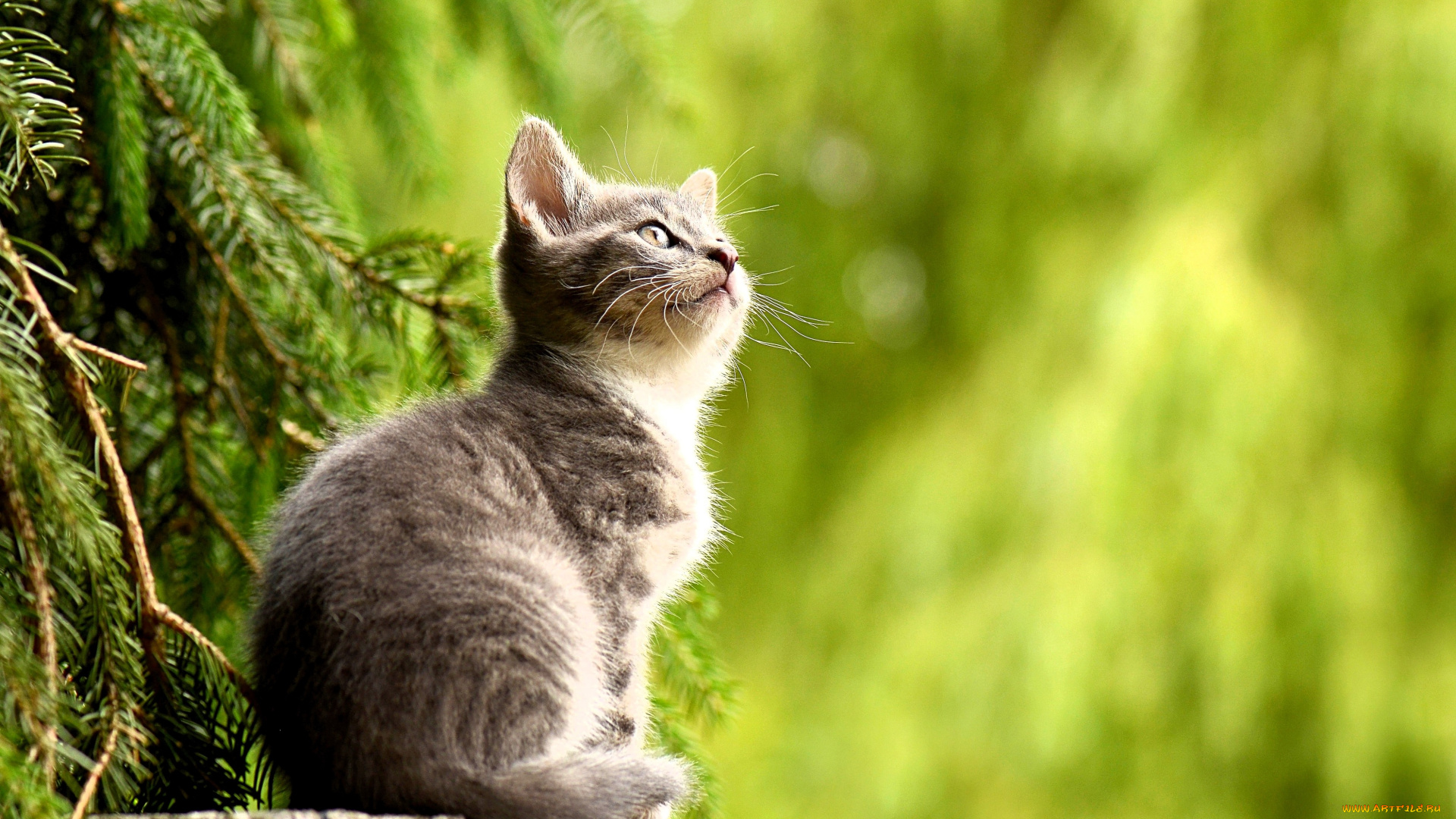 животные, коты, котенок, серый, деревья, ель, ветки, хвоя
