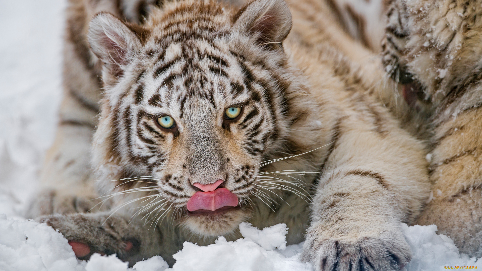 животные, тигры, тигр